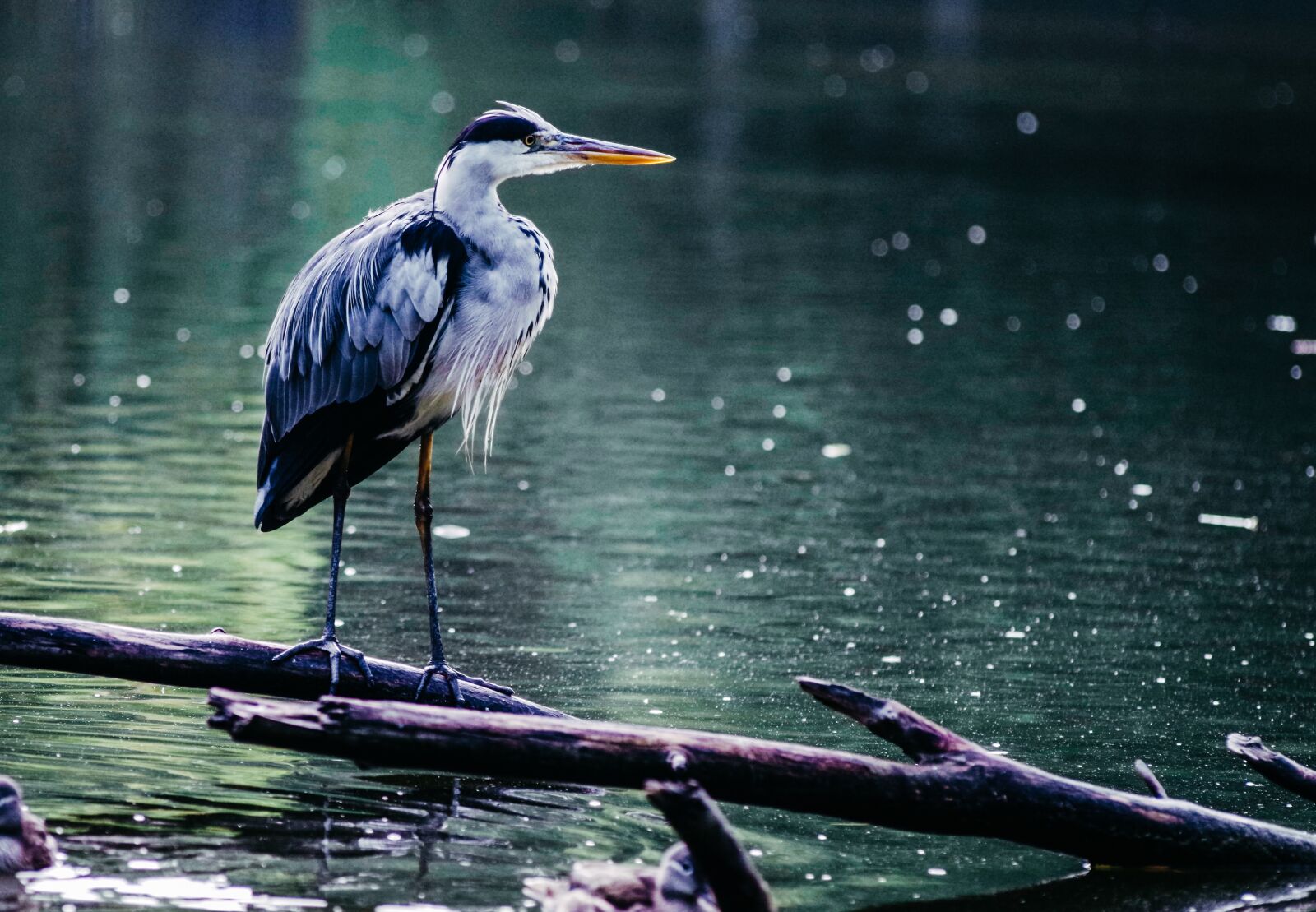 Pentax K-30 sample photo. Heron, grey heron, bird photography