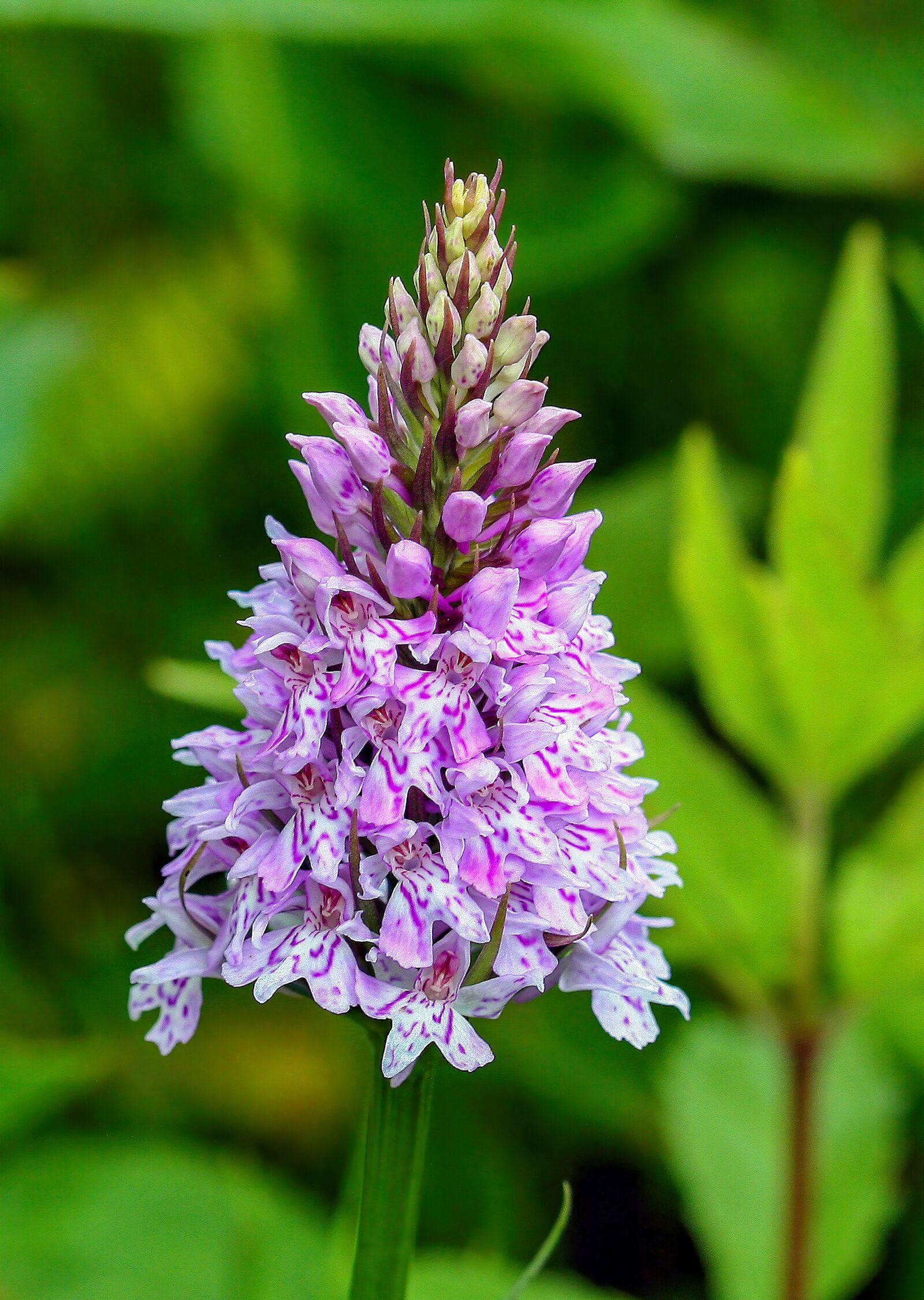 Canon EOS 350D (EOS Digital Rebel XT / EOS Kiss Digital N) sample photo. Orchid, wildflower, common-spotted photography