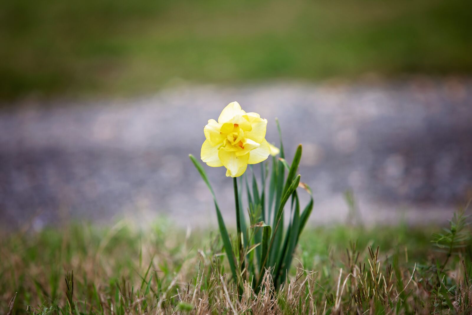 Canon EF 70-200mm F2.8L USM sample photo. Jonquil, flower, spring photography