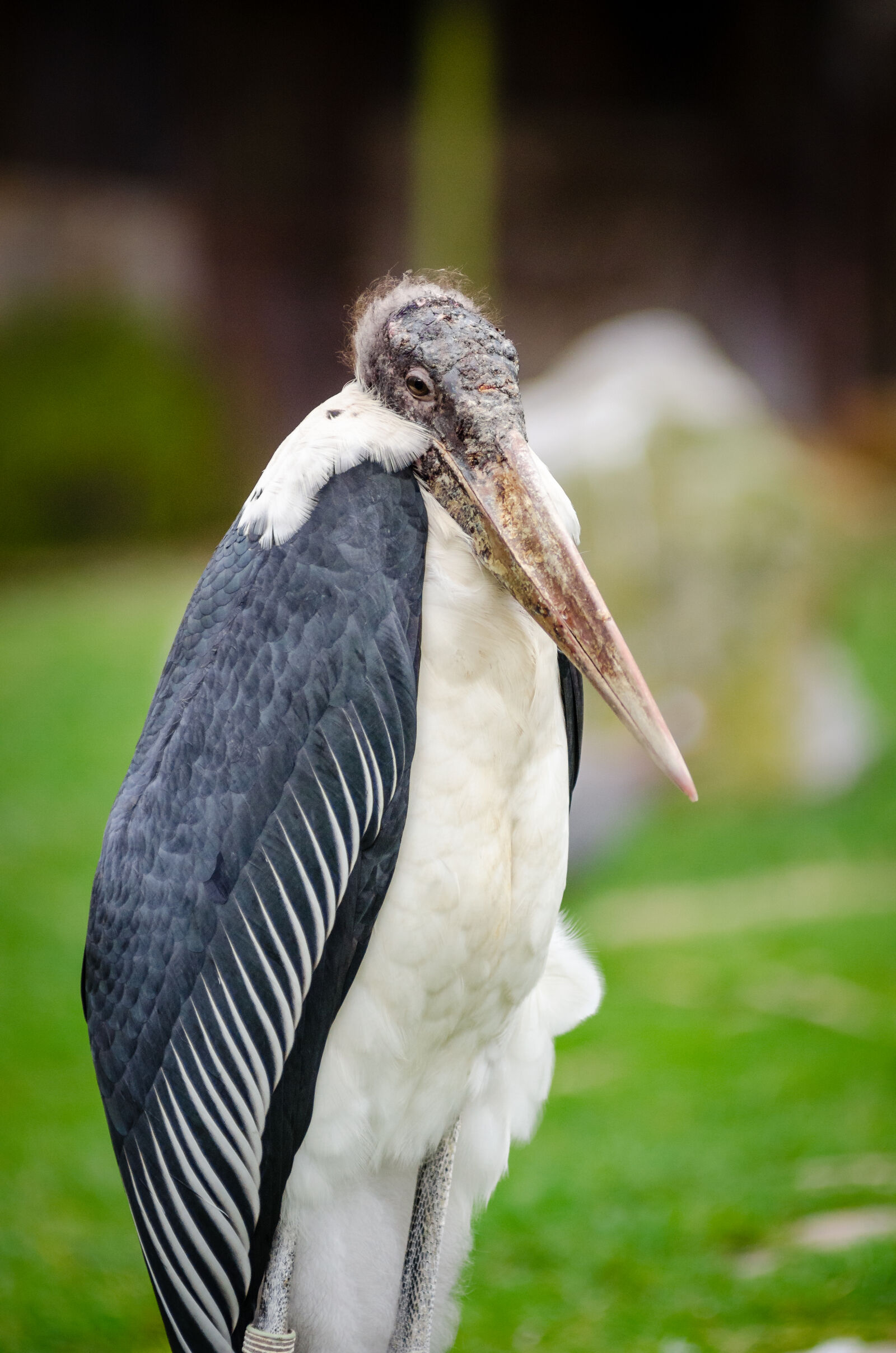 AF Zoom-Nikkor 80-200mm f/2.8 ED sample photo. White, and, black, bird photography