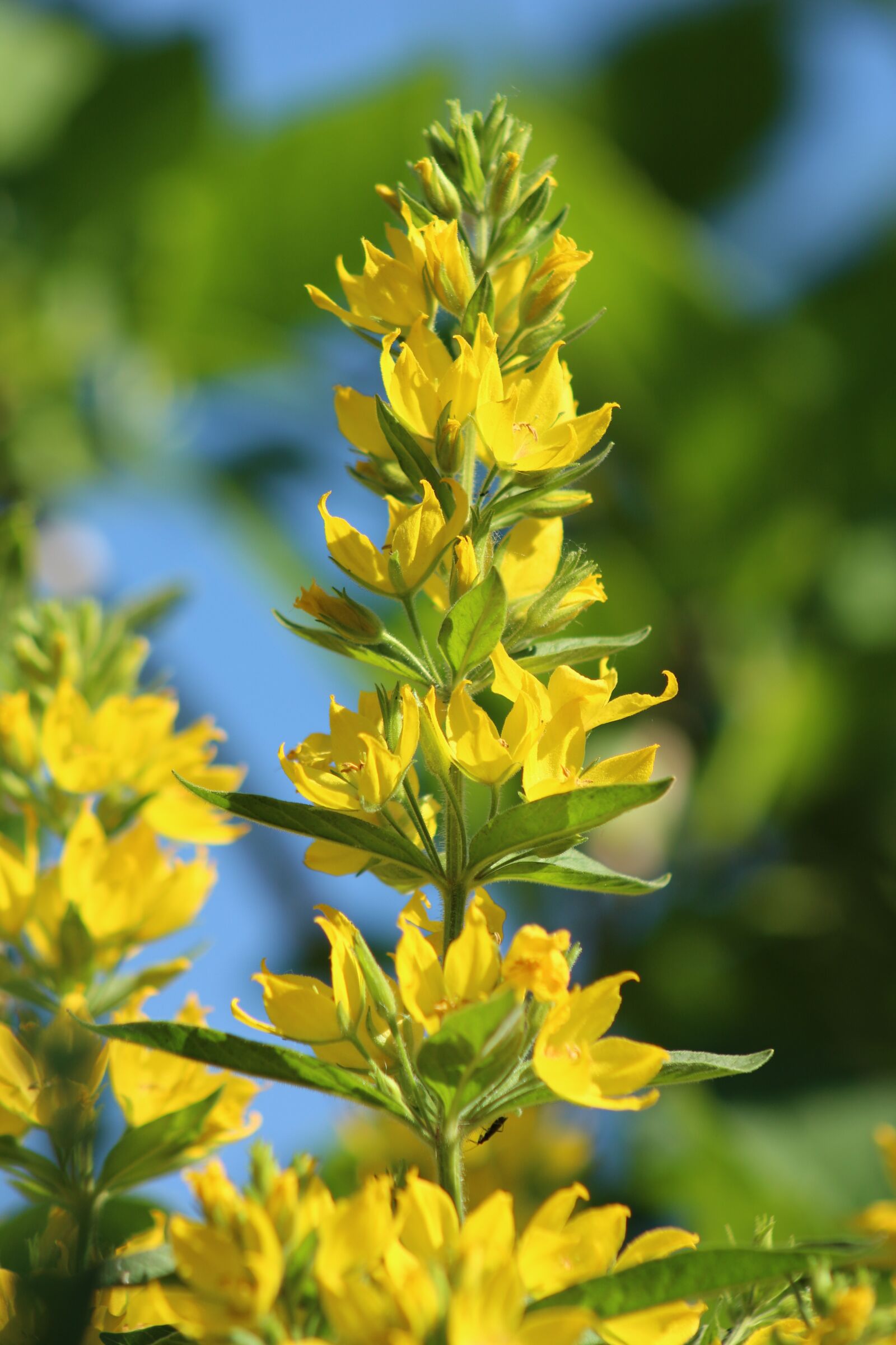Canon EOS 700D (EOS Rebel T5i / EOS Kiss X7i) sample photo. Flower, yellow, summer photography