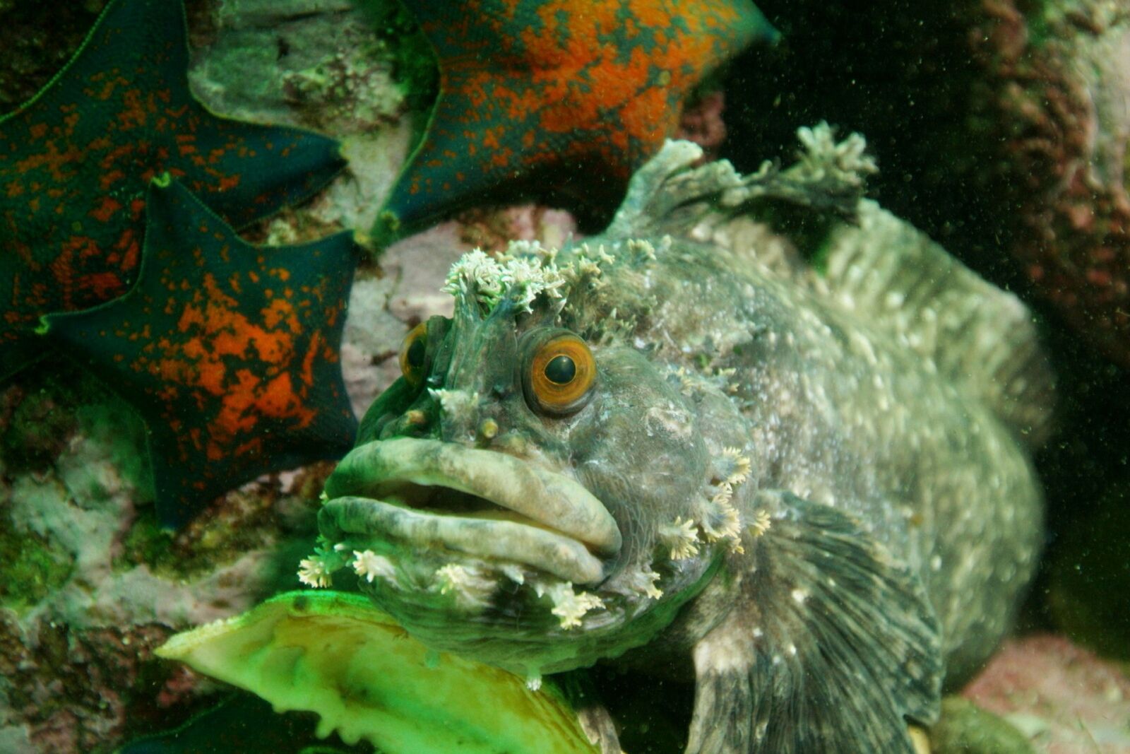 Canon EOS 40D sample photo. Fish, underwater photography, sea photography