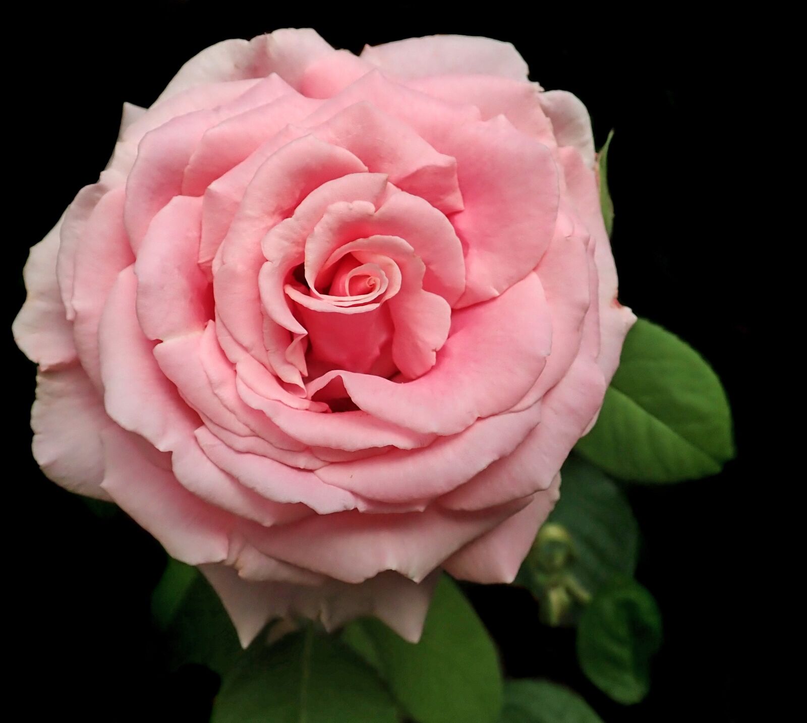 Olympus TG-5 sample photo. Rose, pink, flower photography