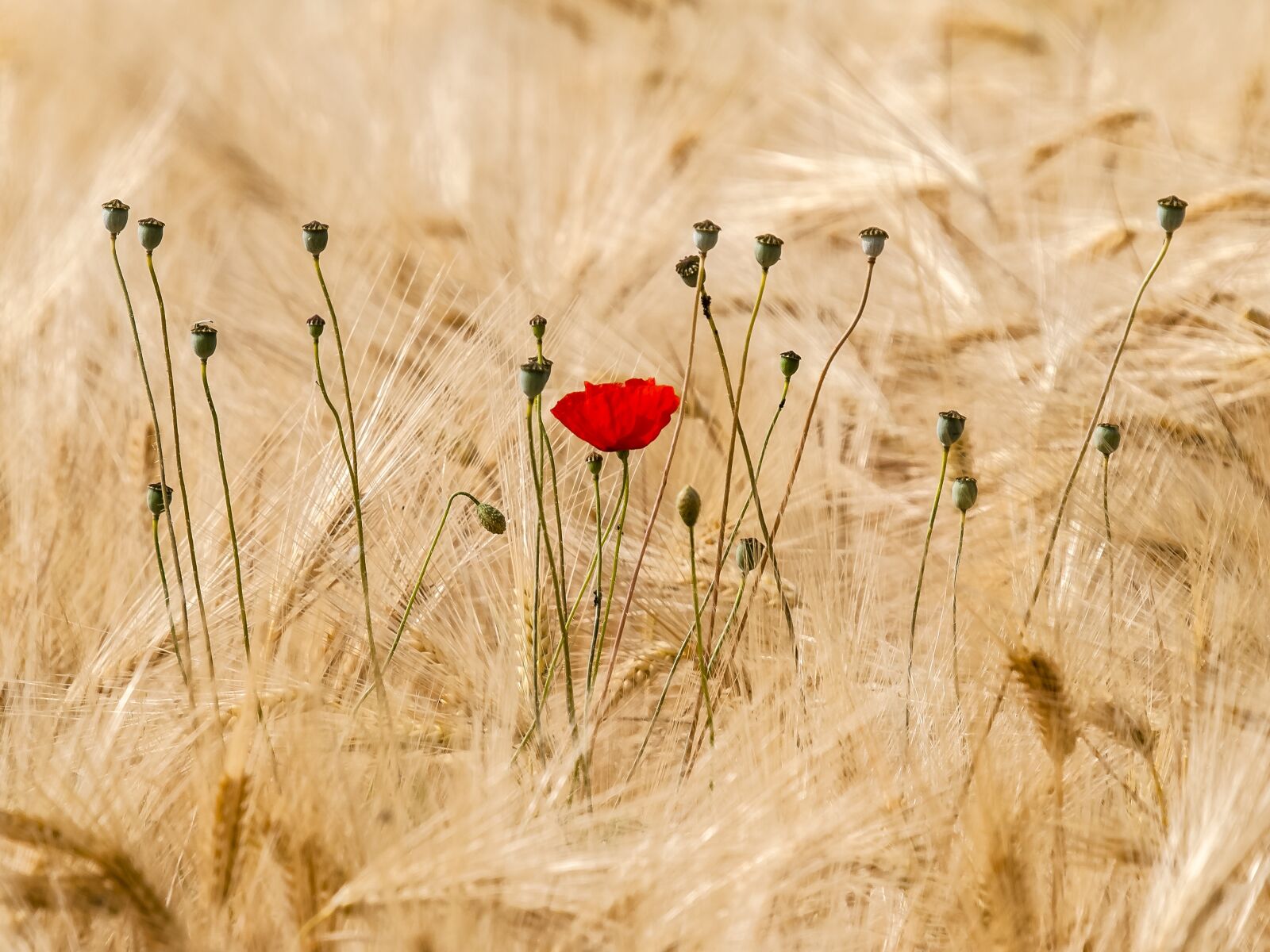 Olympus E-3 sample photo. Poppy, flower, plant photography