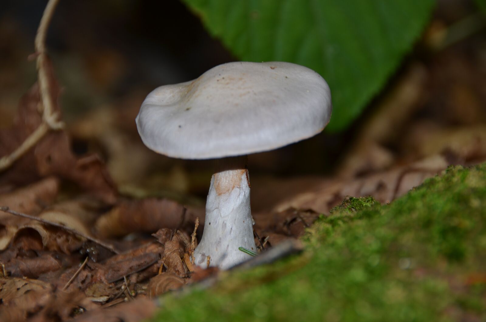 Nikon D5100 sample photo. Fungus, nature, forest photography