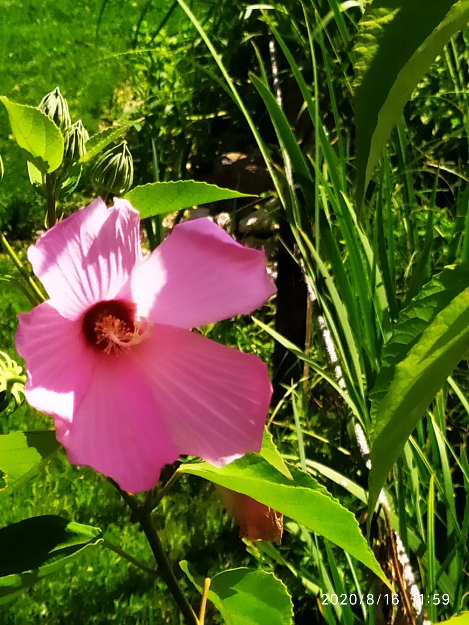 Xiaomi Redmi Note 7 sample photo. Flower, park, nature photography