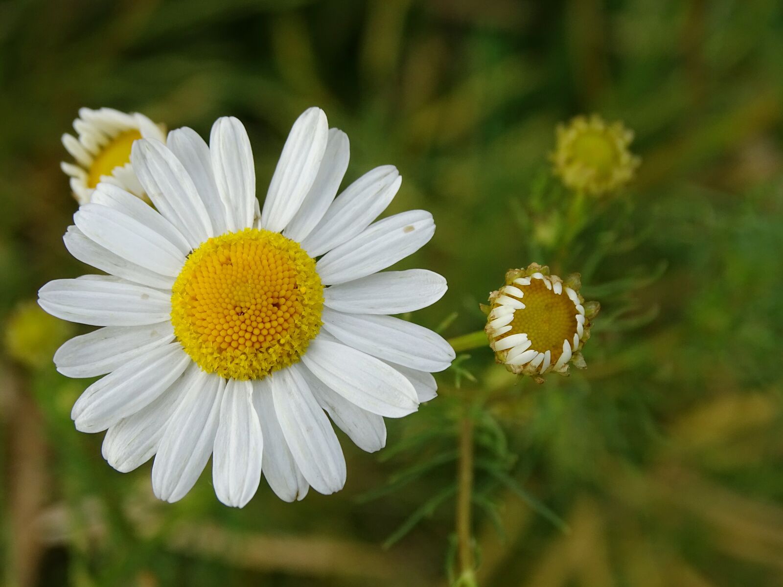 Sony Cyber-shot DSC-HX400V sample photo. White, flower, blossom photography