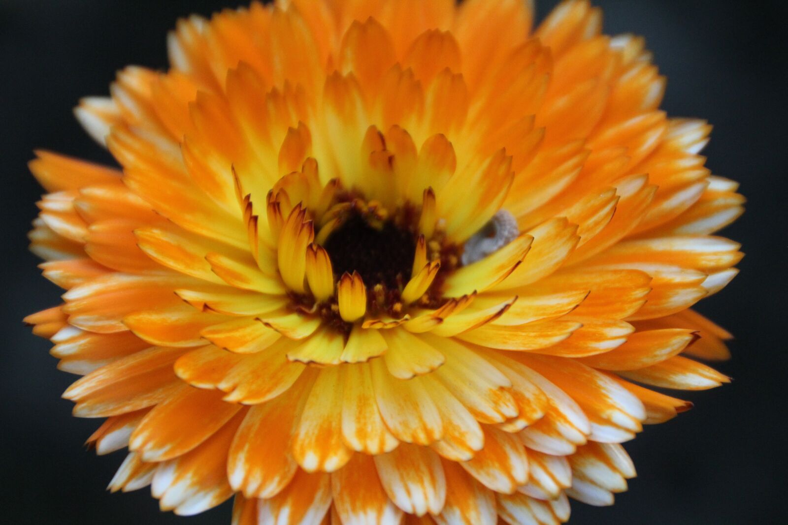 Canon EOS 550D (EOS Rebel T2i / EOS Kiss X4) sample photo. Flower, blossom, bloom photography