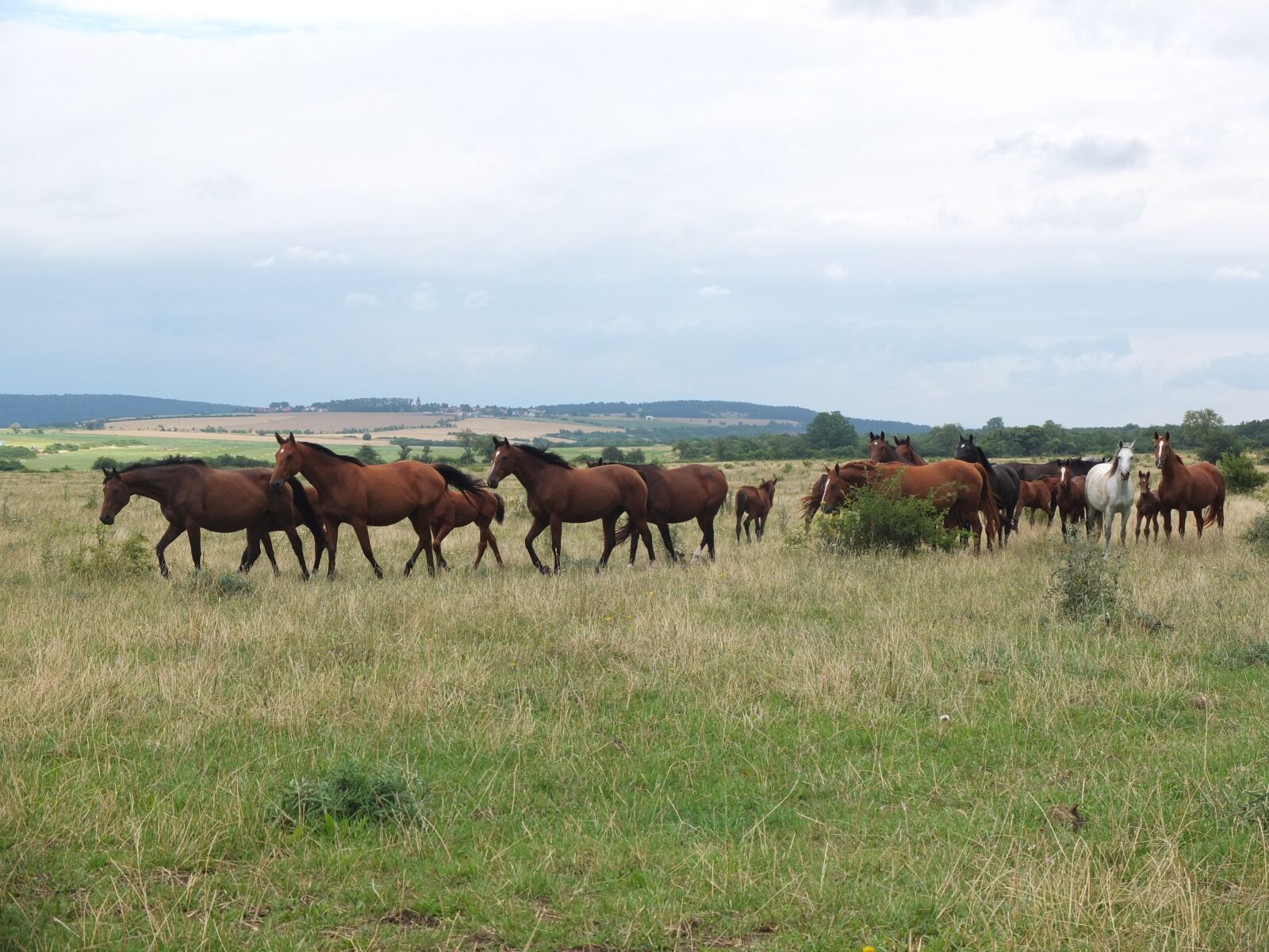 Fujifilm X10 sample photo. Flock, horses, horse herd photography