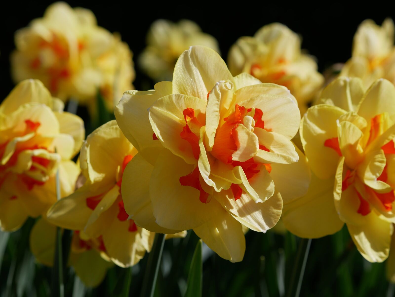 Panasonic Lumix DMC-GX85 (Lumix DMC-GX80 / Lumix DMC-GX7 Mark II) sample photo. Daffodil tahiti, early bloomer photography