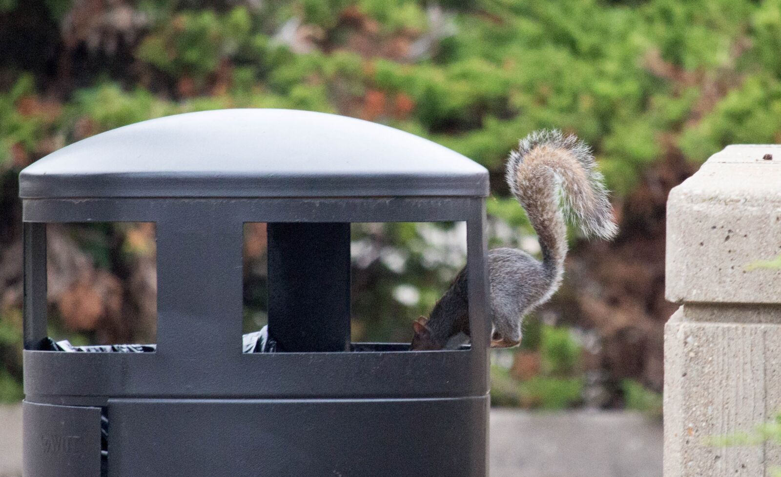 Canon EOS 700D (EOS Rebel T5i / EOS Kiss X7i) sample photo. Nature, squirrel, trash photography
