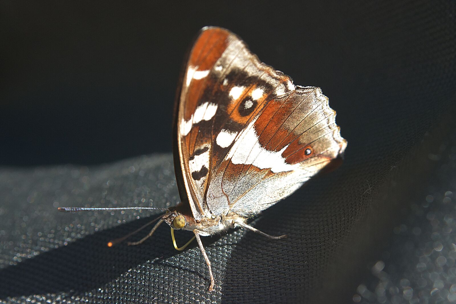 Nikon D7200 sample photo. Butterfly, close up, insect photography