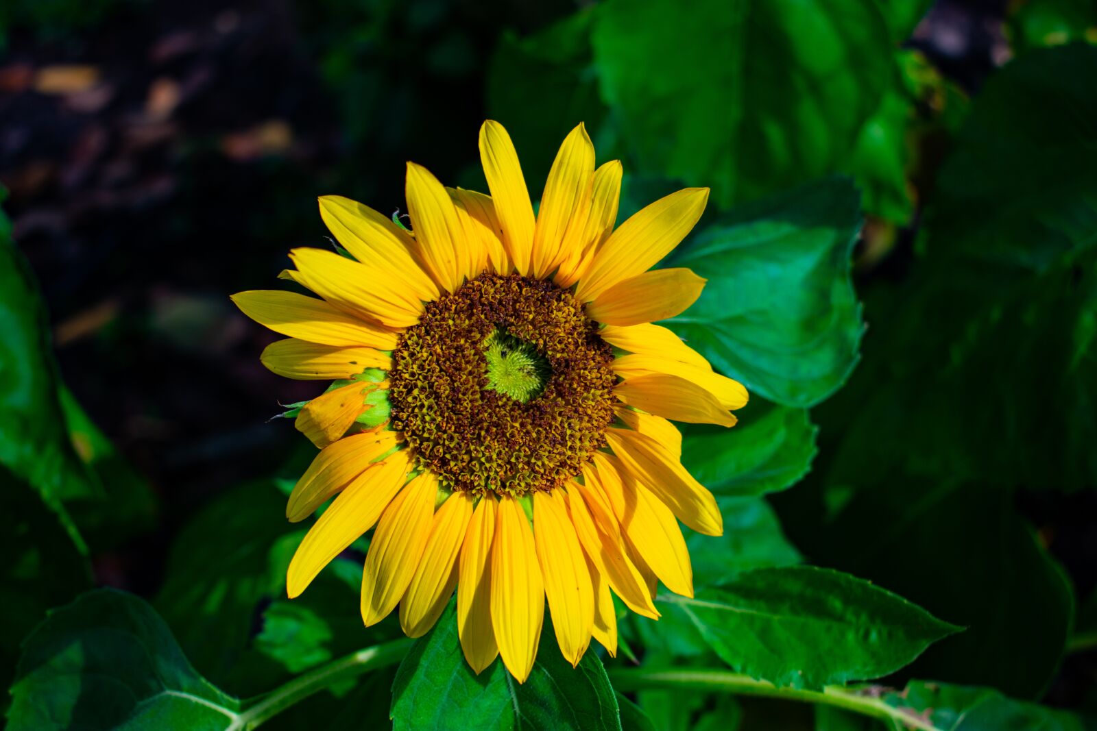 Nikon D3400 sample photo. Flowers, nature, green photography