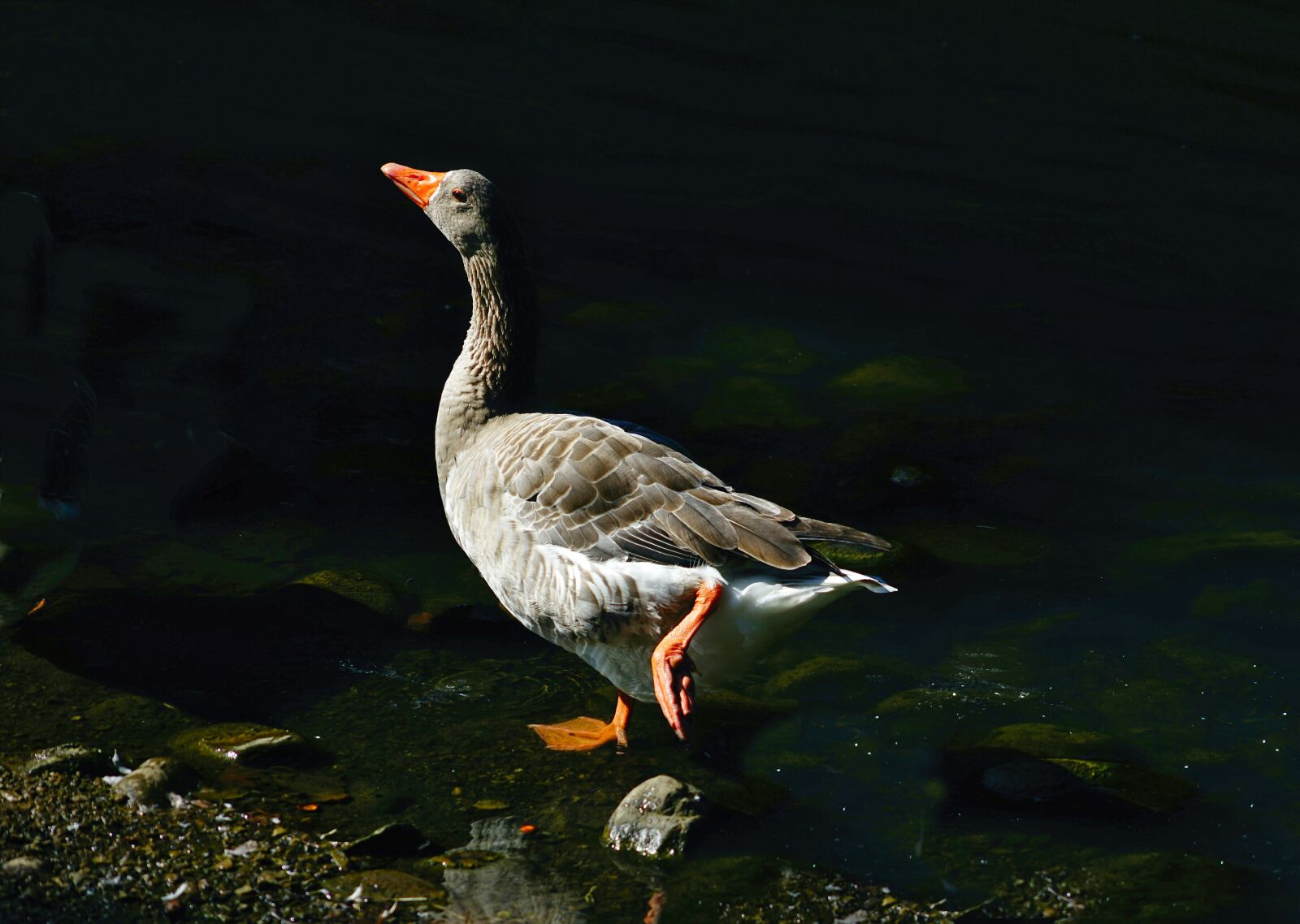 Sony FE 24-240mm F3.5-6.3 OSS sample photo. "Goose, bird, waterfowl" photography