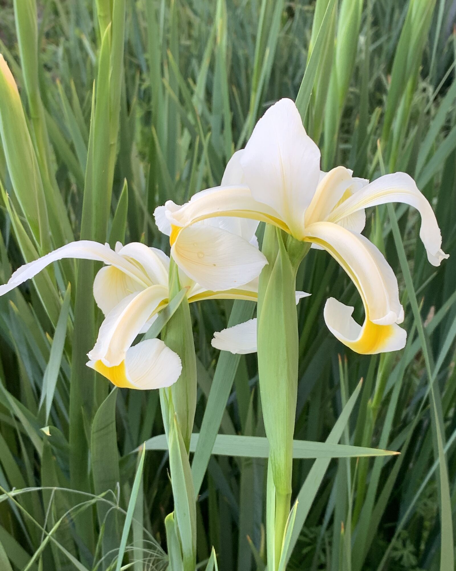 iPhone XS back dual camera 4.25mm f/1.8 sample photo. Yellow flag, iris, white photography