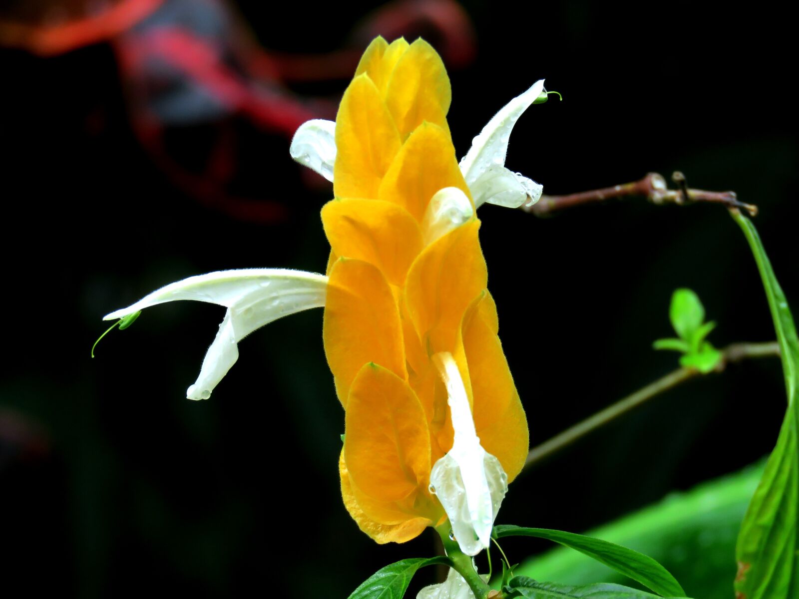 Canon PowerShot SX60 HS sample photo. Flower, bloom, blossom photography