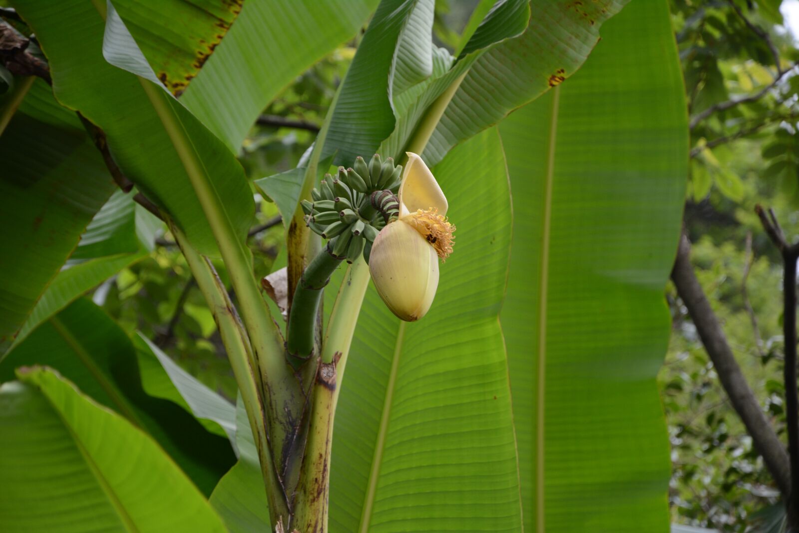 Nikon D7100 sample photo. China, enshi, banana photography