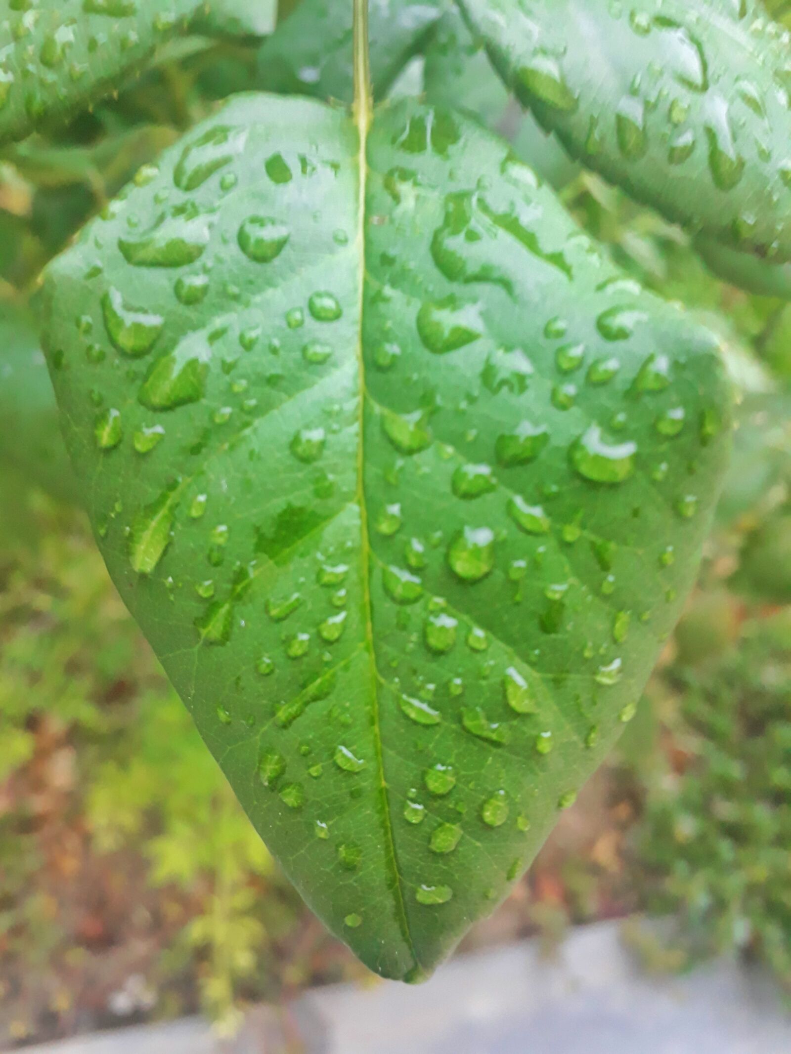 Samsung Galaxy J5 Prime sample photo. Leaf, green, leaves photography