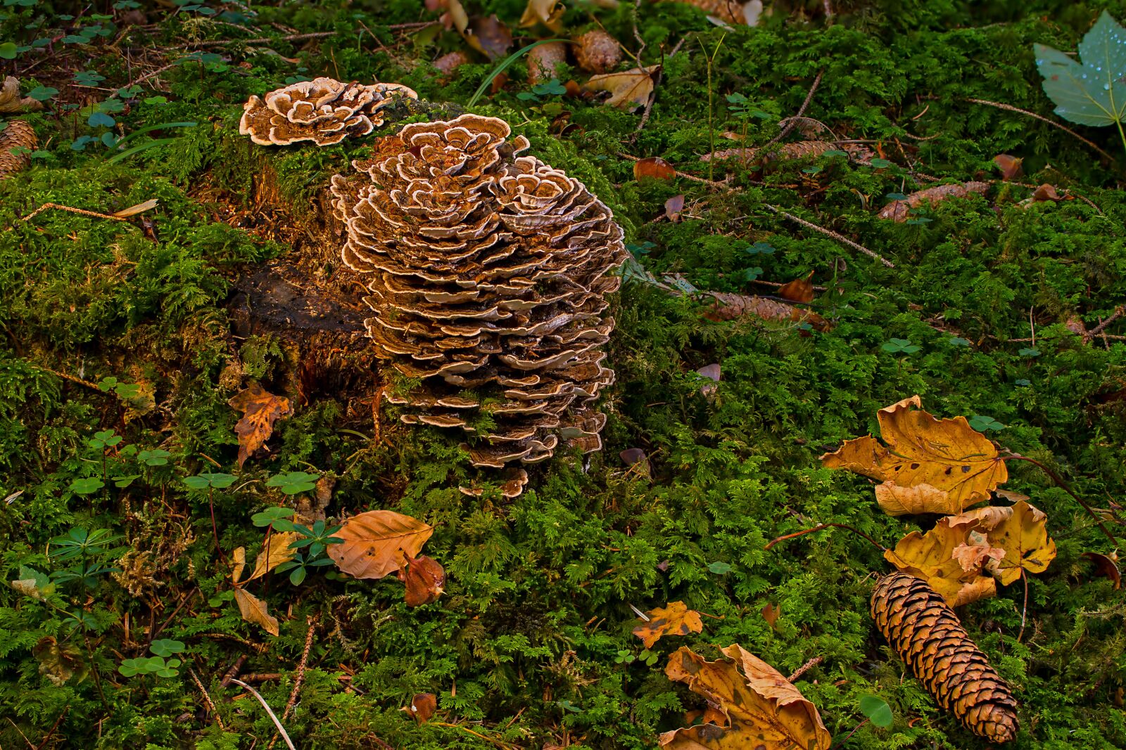 Tamron SP AF 60mm F2 Di II LD IF Macro sample photo. Mushroom, wood fungus, log photography