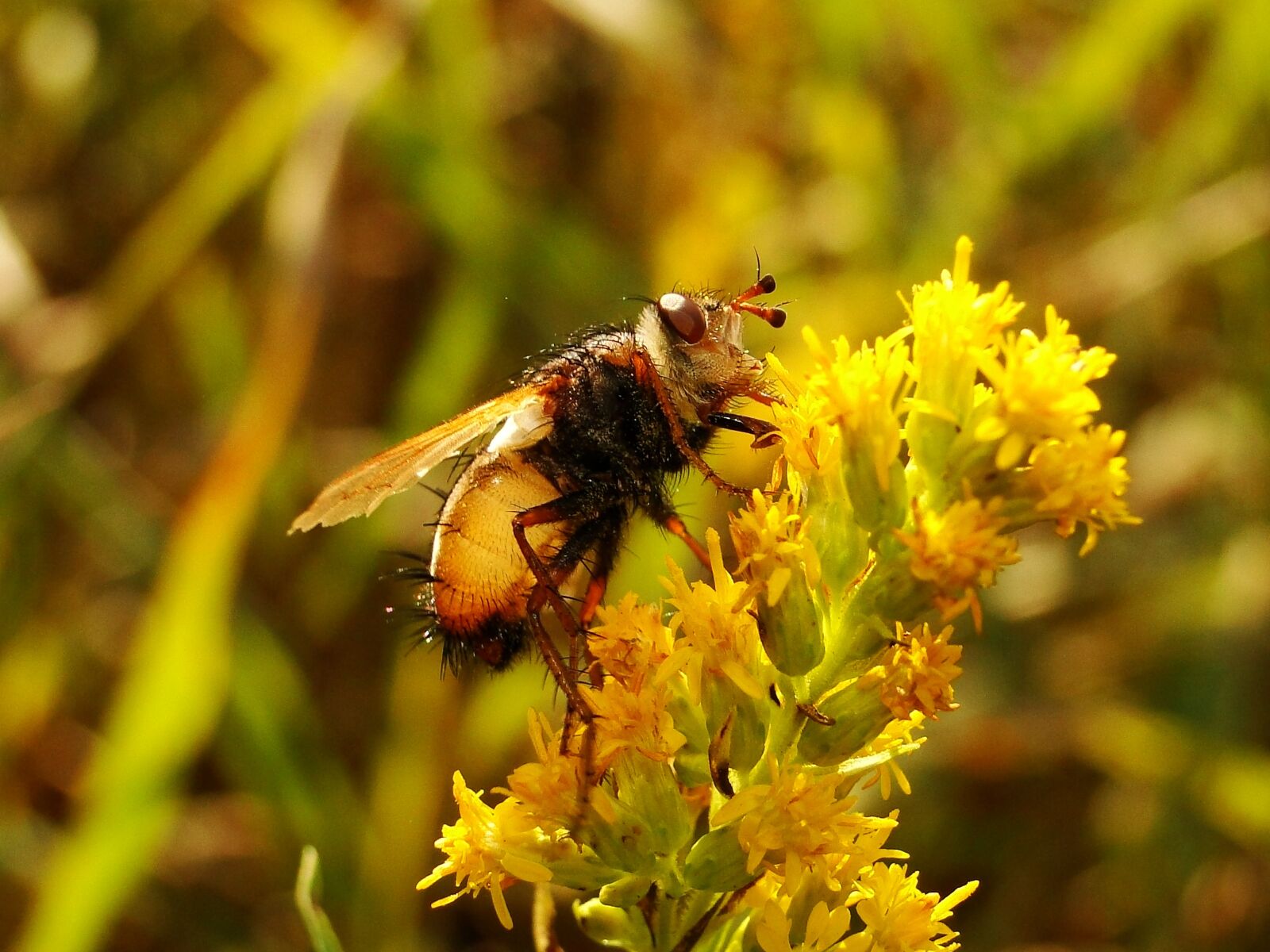 Sony Cyber-shot DSC-HX1 sample photo. Nature, insect, at the photography