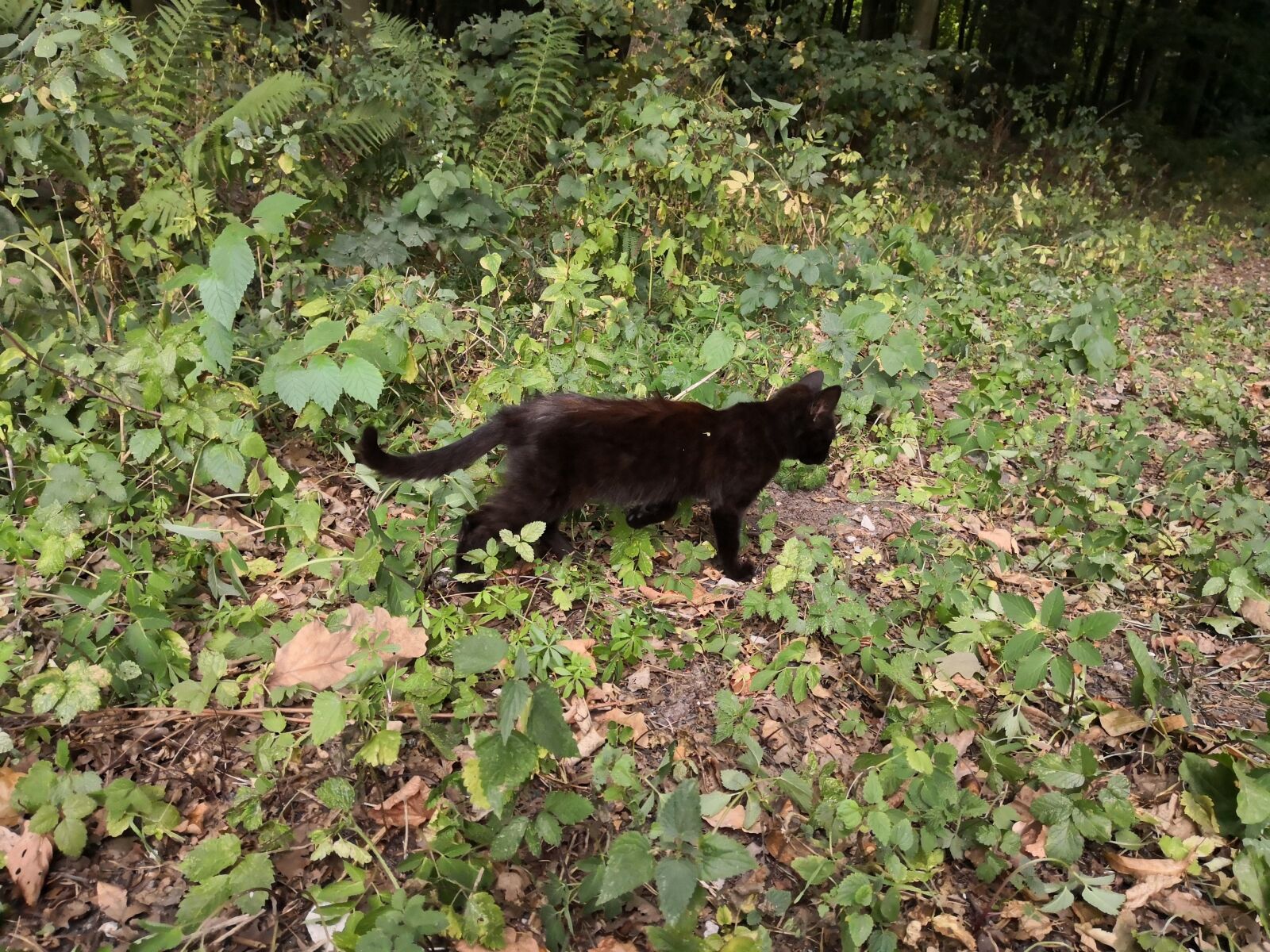 HUAWEI Mate 10 Pro sample photo. Cat, black, forest photography