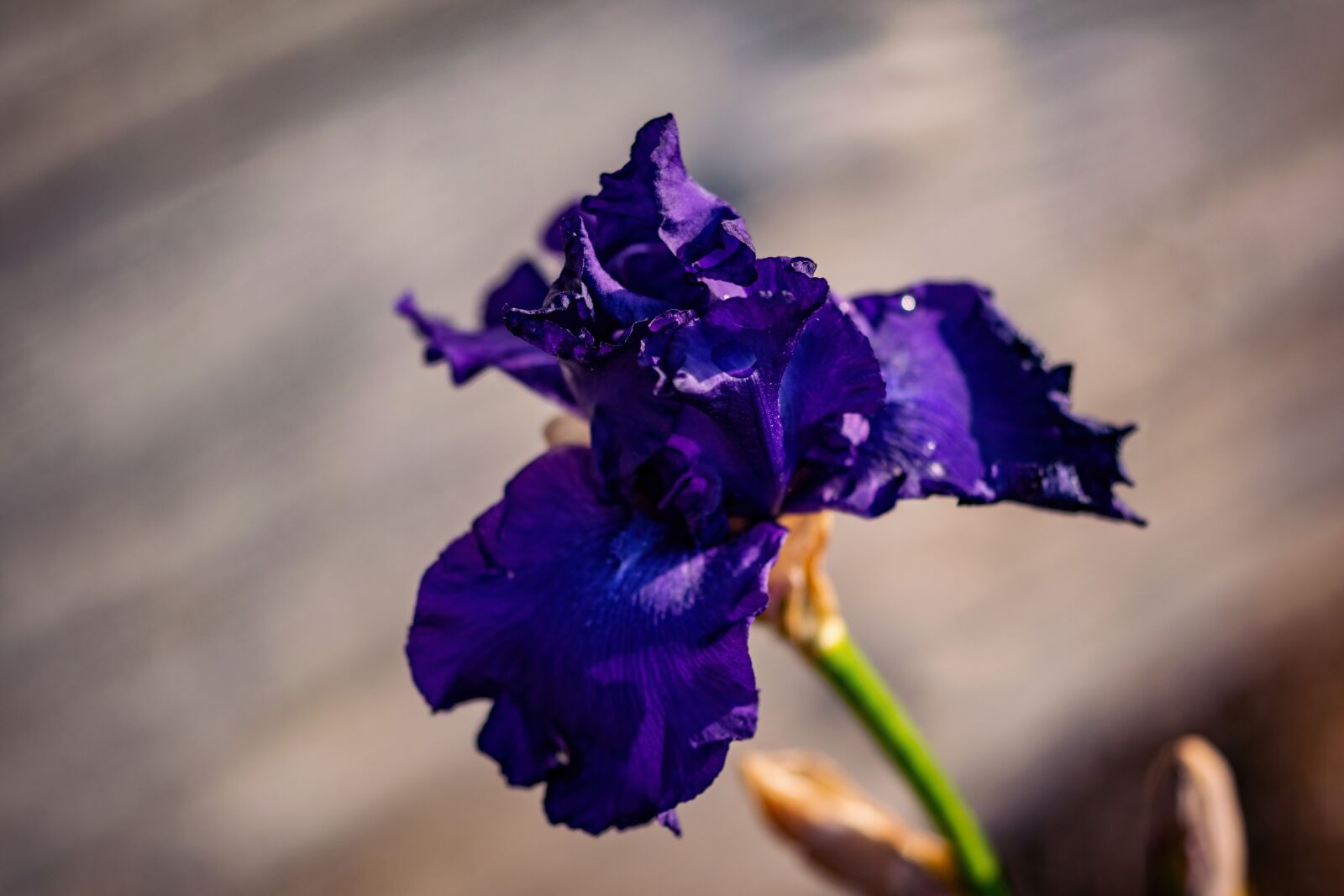Nikon D5300 sample photo. Iris, flower, flowering photography