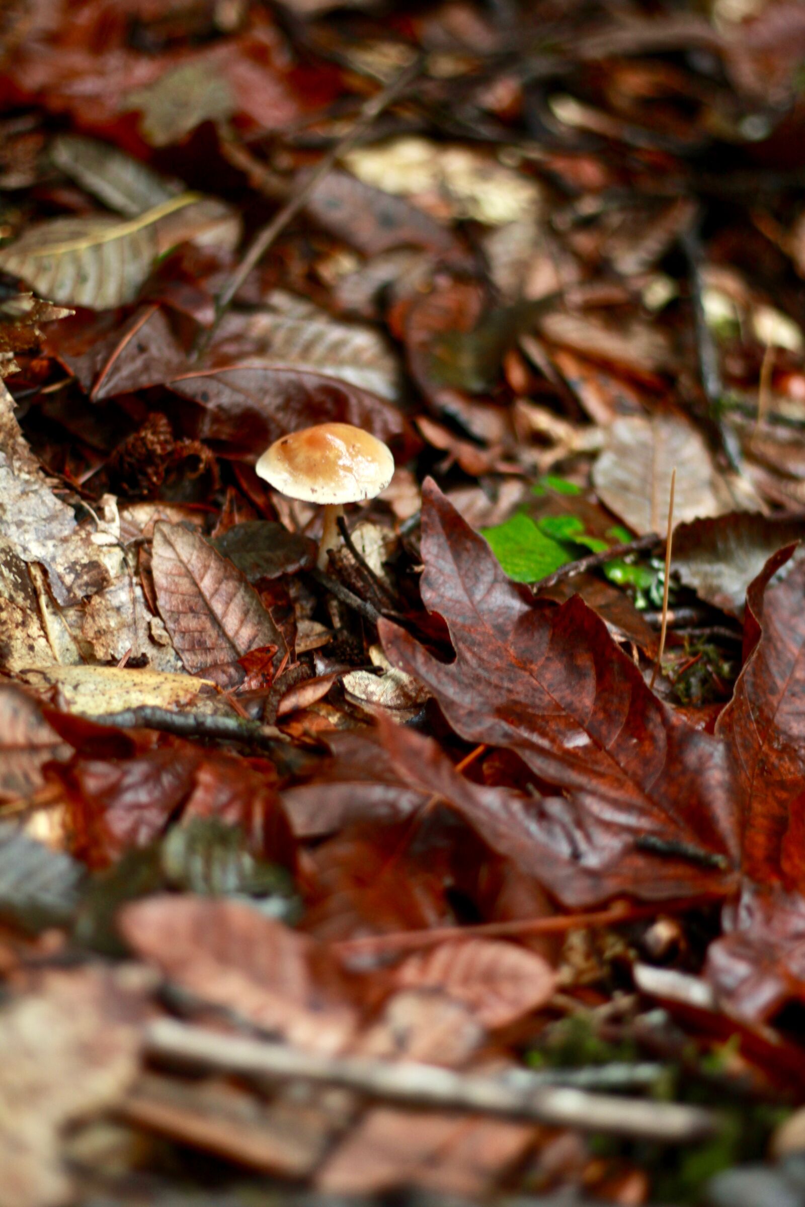 Canon EOS 650D (EOS Rebel T4i / EOS Kiss X6i) + Canon EF 50mm F1.8 STM sample photo. Mushroom, pacific northwest, forest photography