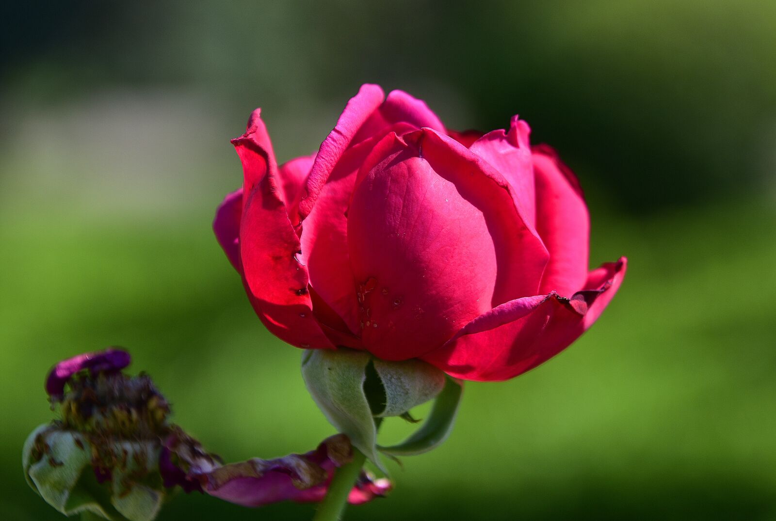 Nikon D7200 sample photo. Flower, garden, petals photography
