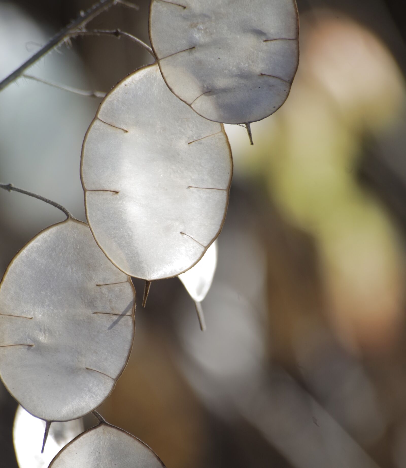 Pentax K-30 sample photo. Silver leaf, silver valley photography