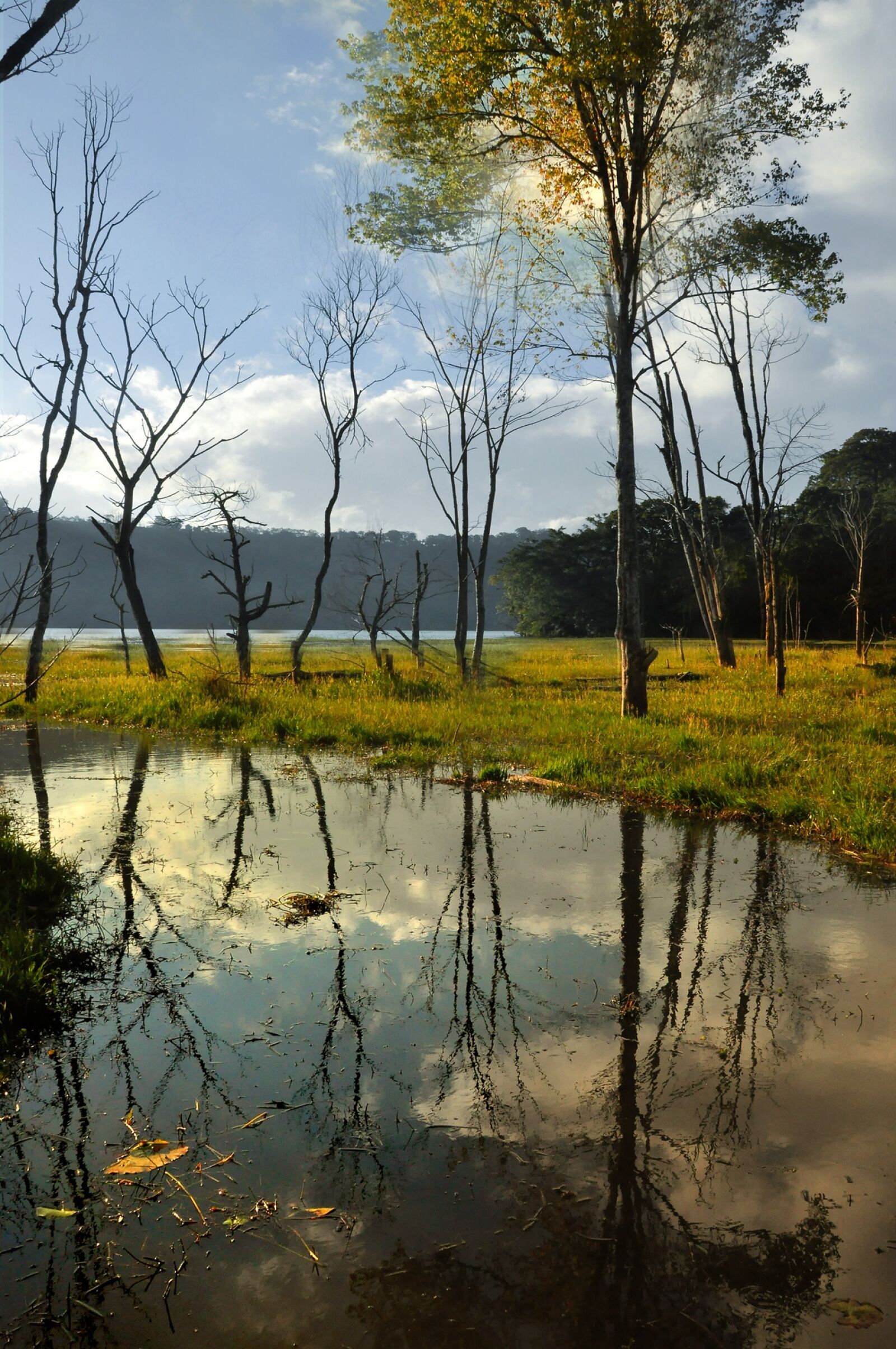 Nikon D90 sample photo. Water, tree, mood photography