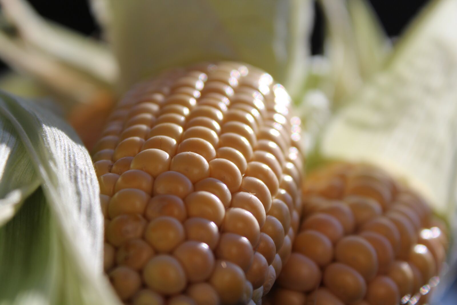 Canon EOS 1200D (EOS Rebel T5 / EOS Kiss X70 / EOS Hi) sample photo. Corn on the cob photography