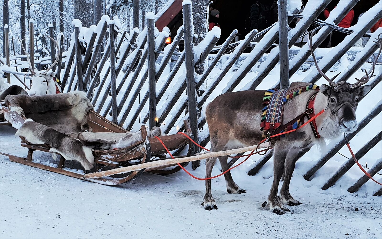 Samsung Galaxy S9 sample photo. Lapland, reindeer, snow photography