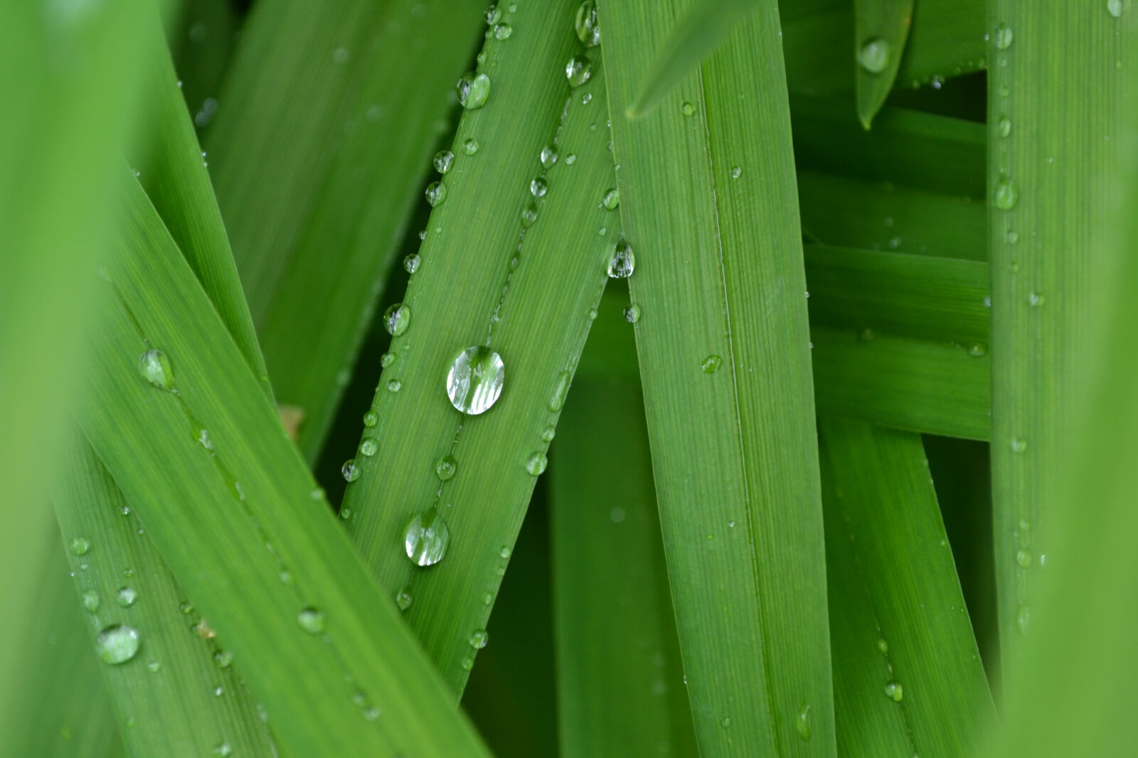 Nikon D3100 sample photo. Green, leaf, nature, sky photography