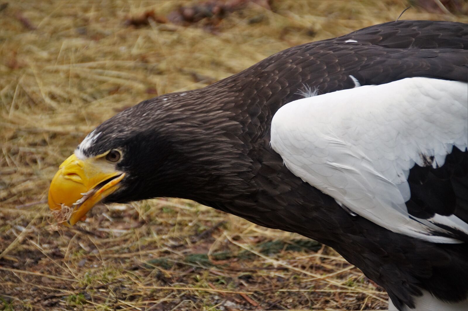 Sony SLT-A58 sample photo. Bird, eagle, predator photography