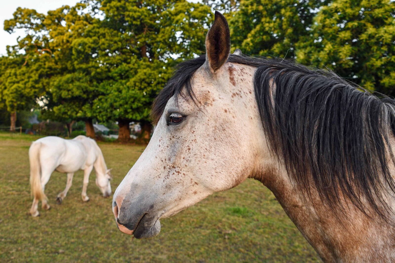 Nikon D500 sample photo. Tree, horse, animal, ranch photography