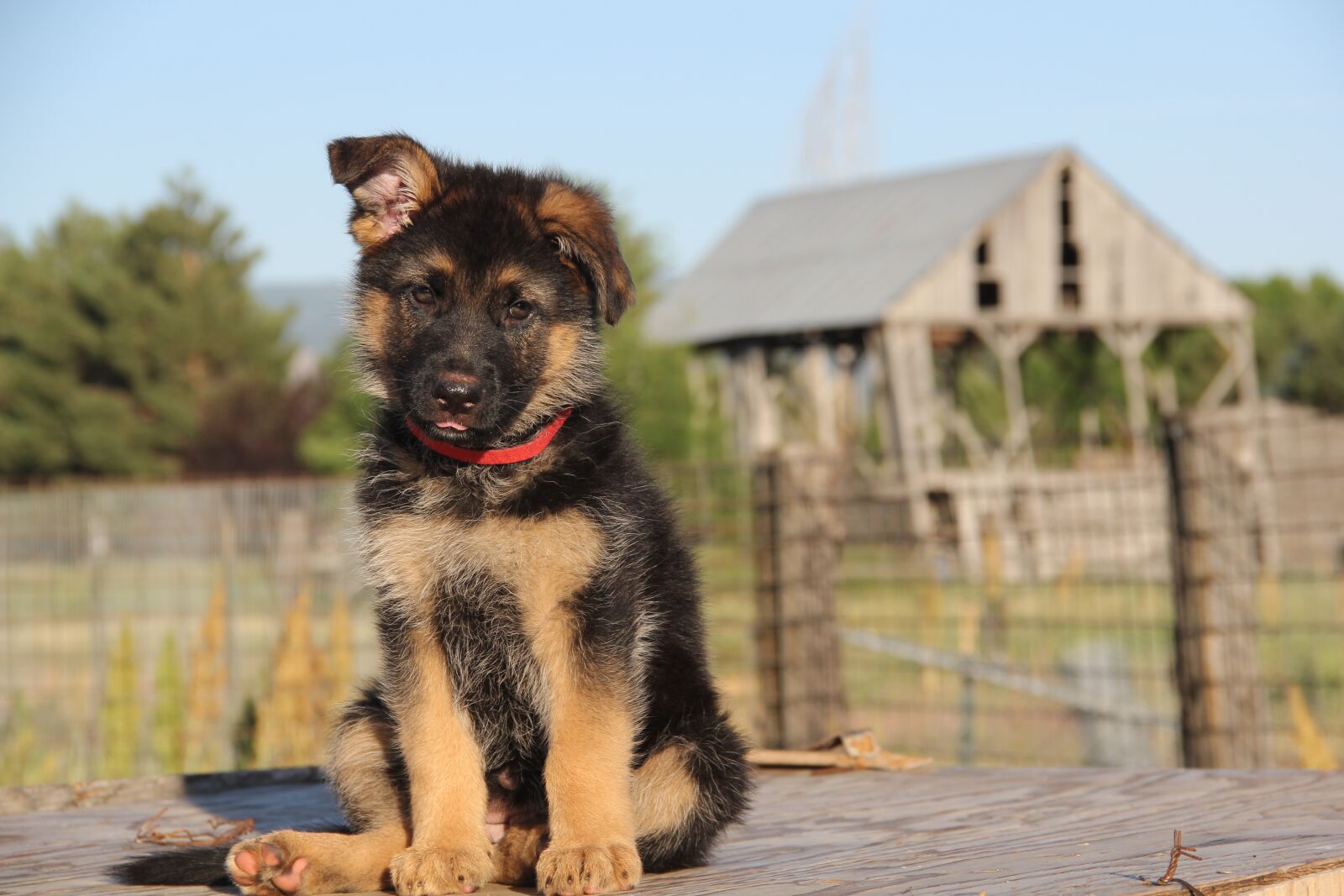 Canon EOS 60D sample photo. German shepherd, german shepherd photography