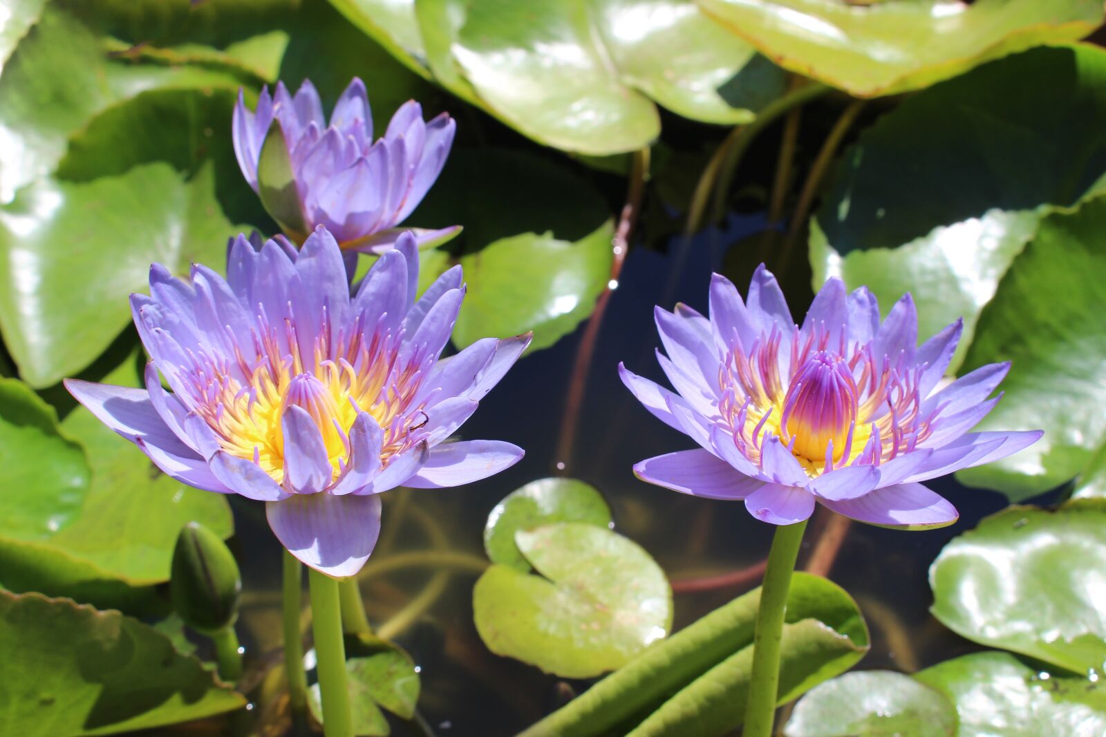 Canon EOS 700D (EOS Rebel T5i / EOS Kiss X7i) sample photo. Water lilies, tropical, nymphaea photography