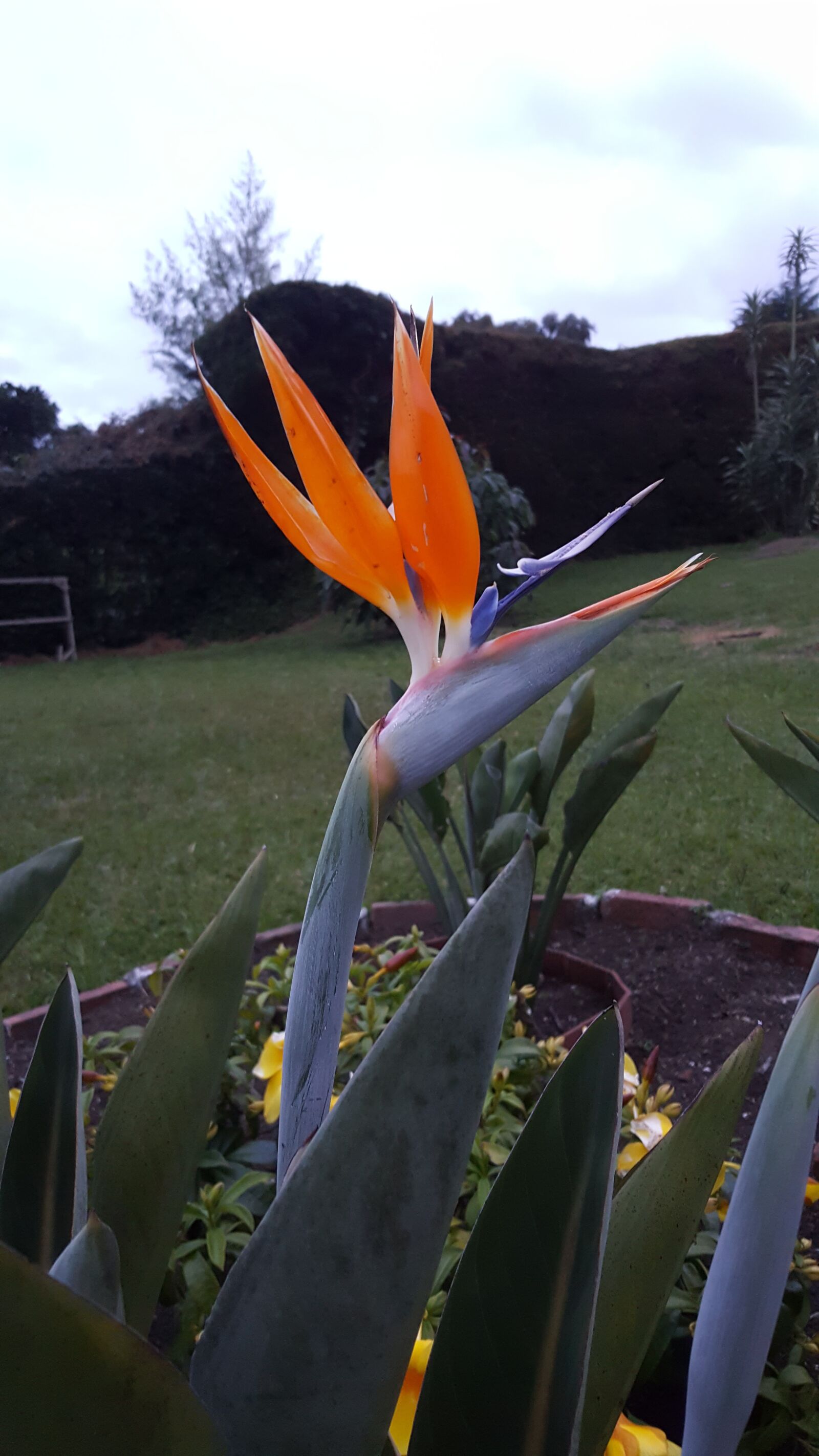 Samsung Galaxy Note5 sample photo. Exotic flower, bird of photography