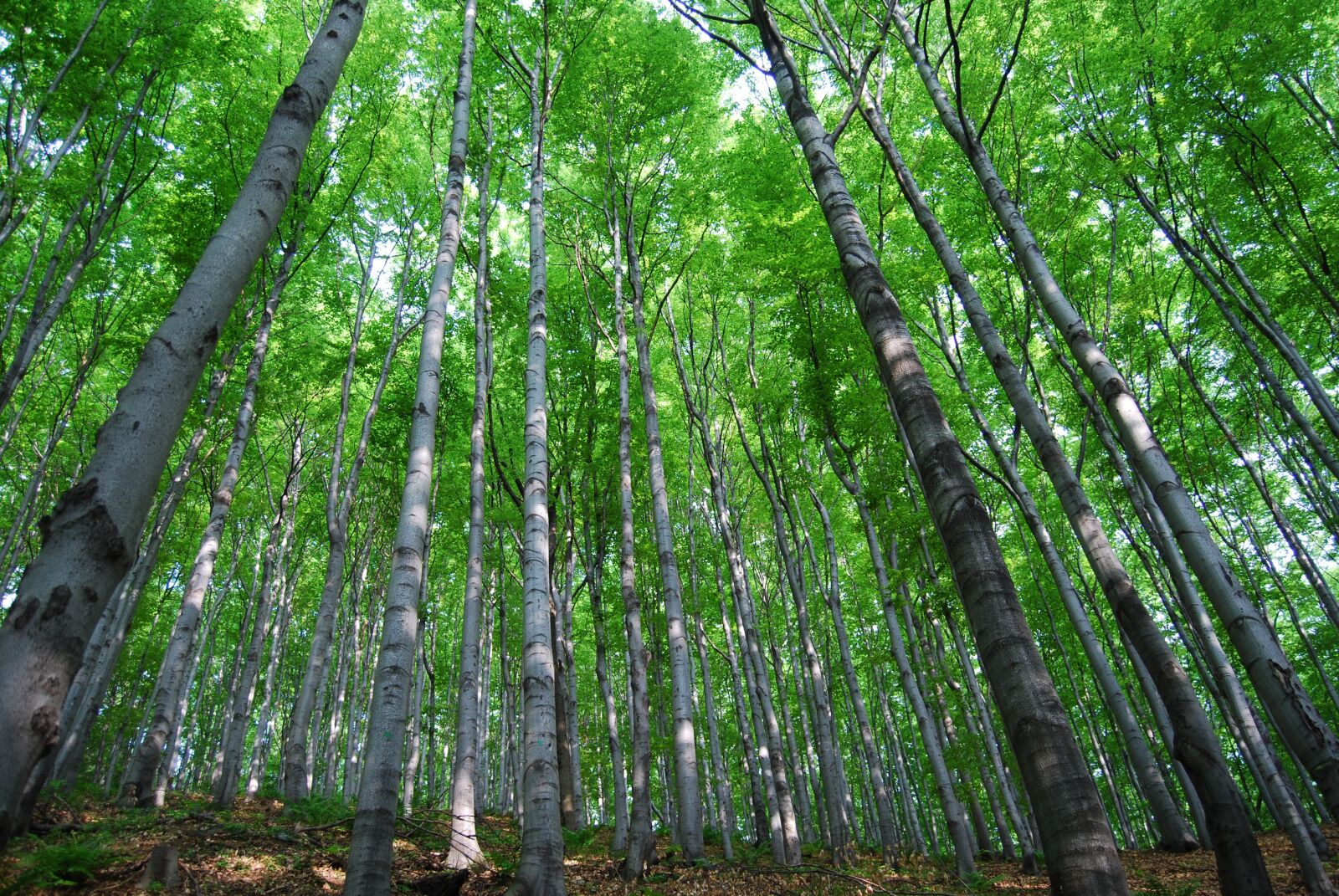 Nikon D40X sample photo. Tree, forest, nature photography