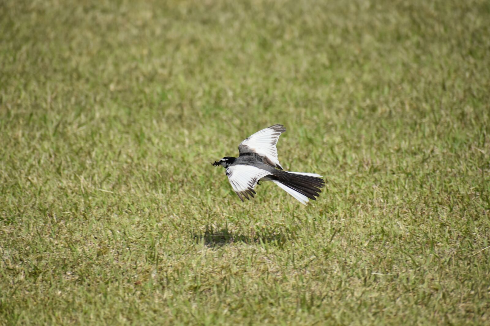 Nikon D7200 sample photo. Animal, park, lawn photography