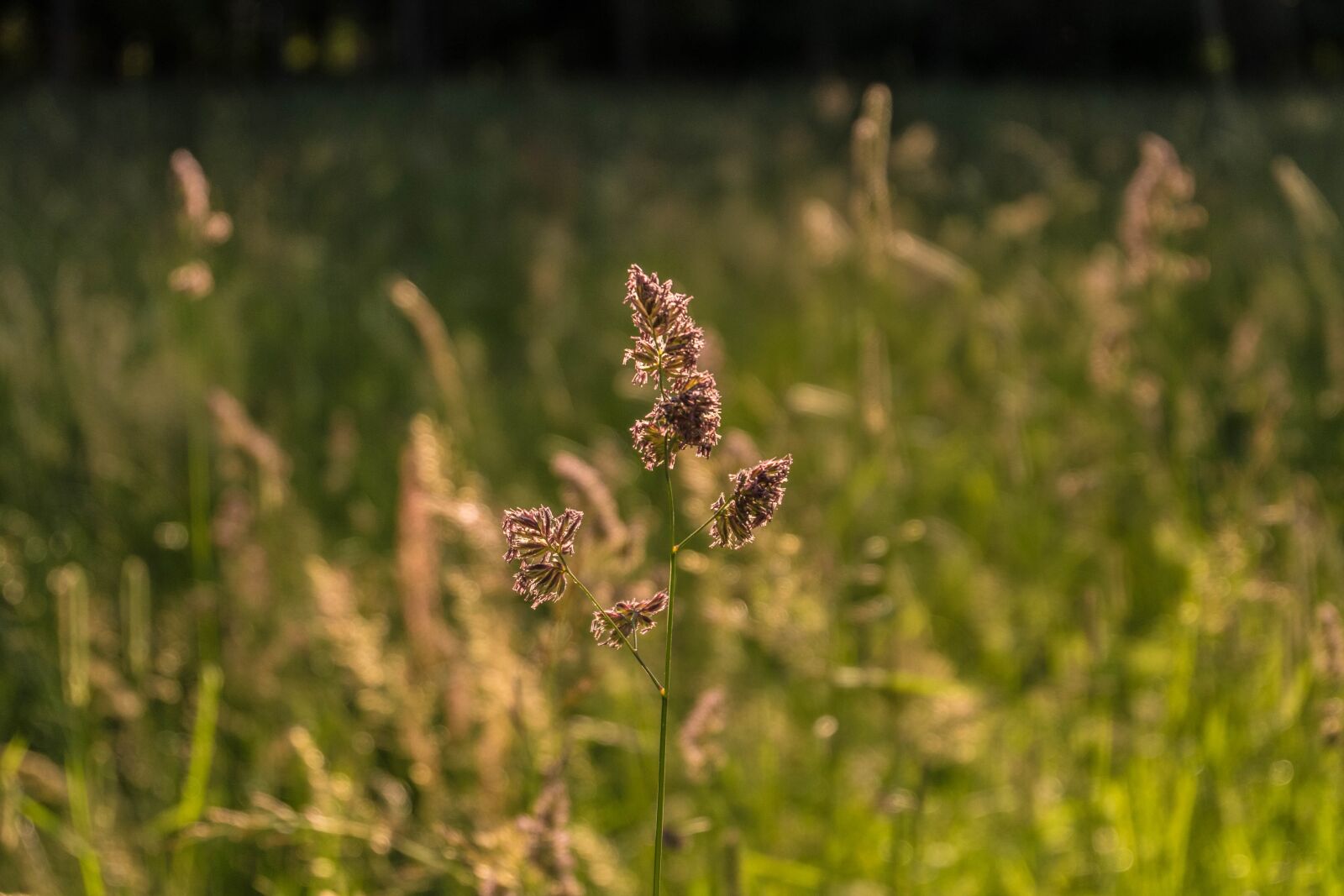 Fujifilm X-A2 + Fujifilm XC 16-50mm F3.5-5.6 OIS II sample photo. Macro, beautiful, grass photography