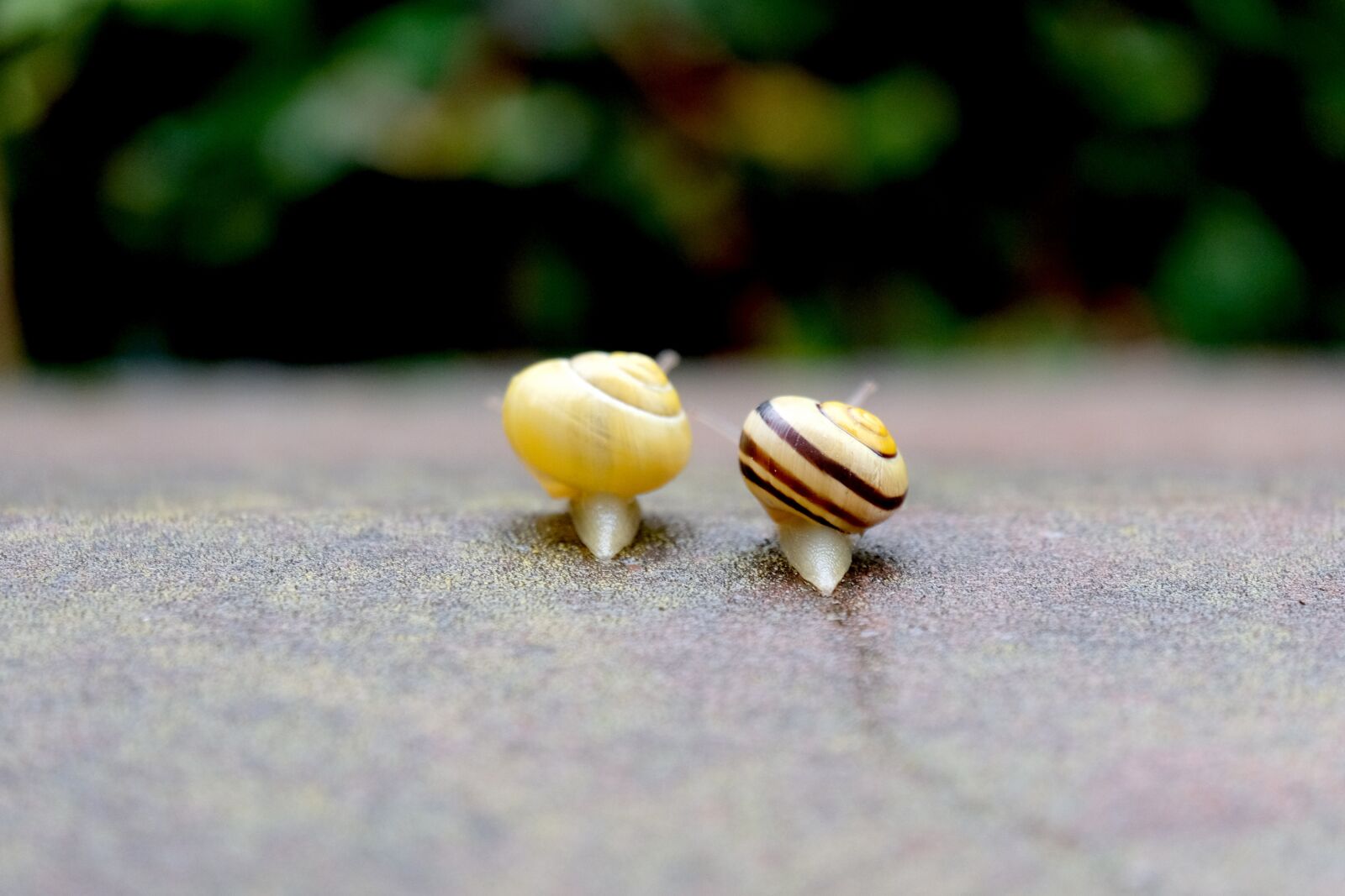 Fujifilm X-T20 sample photo. Snails, crawl, together photography