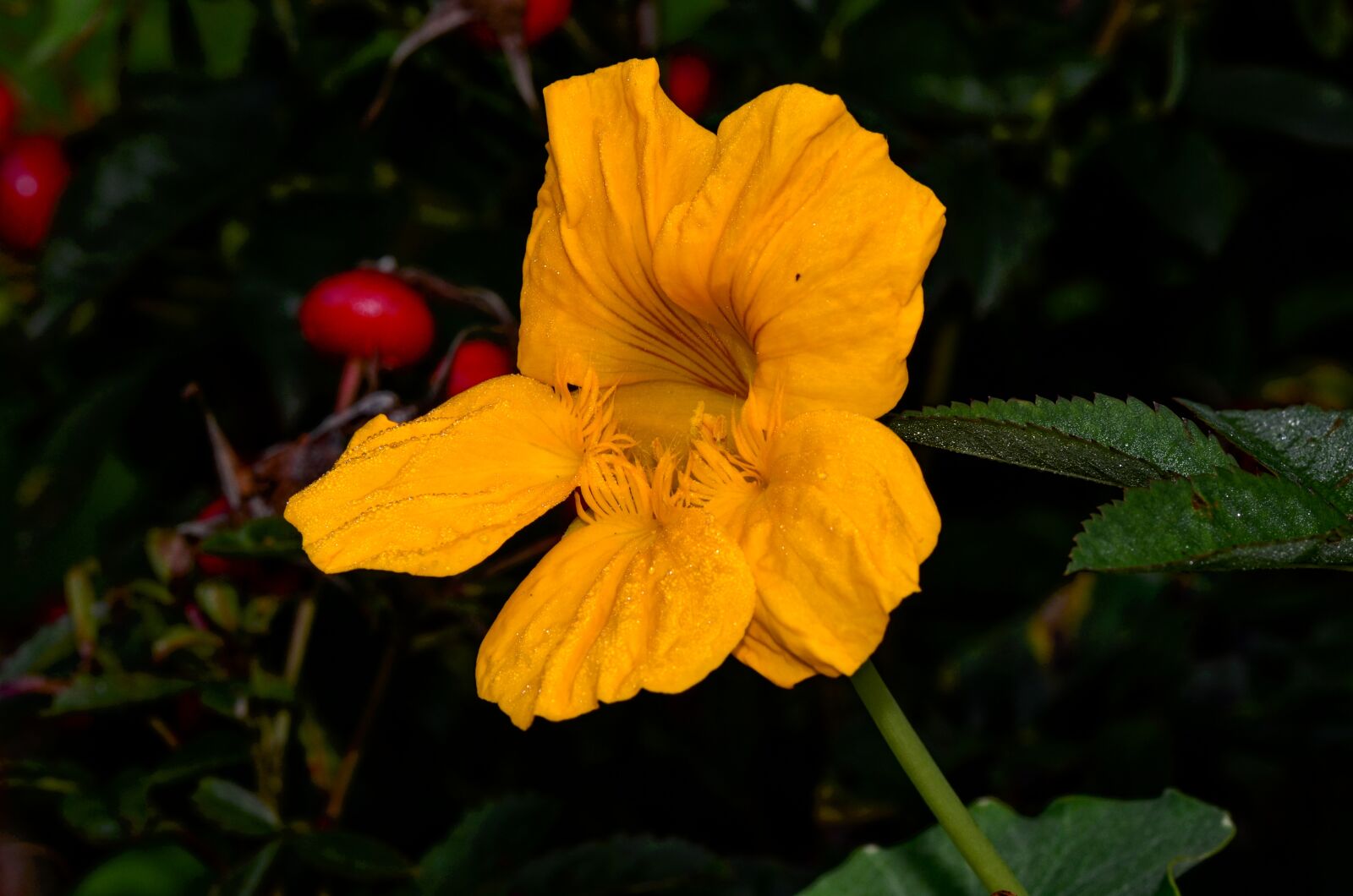 Nikon D7000 sample photo. Nasturtium, yellow, blossom photography