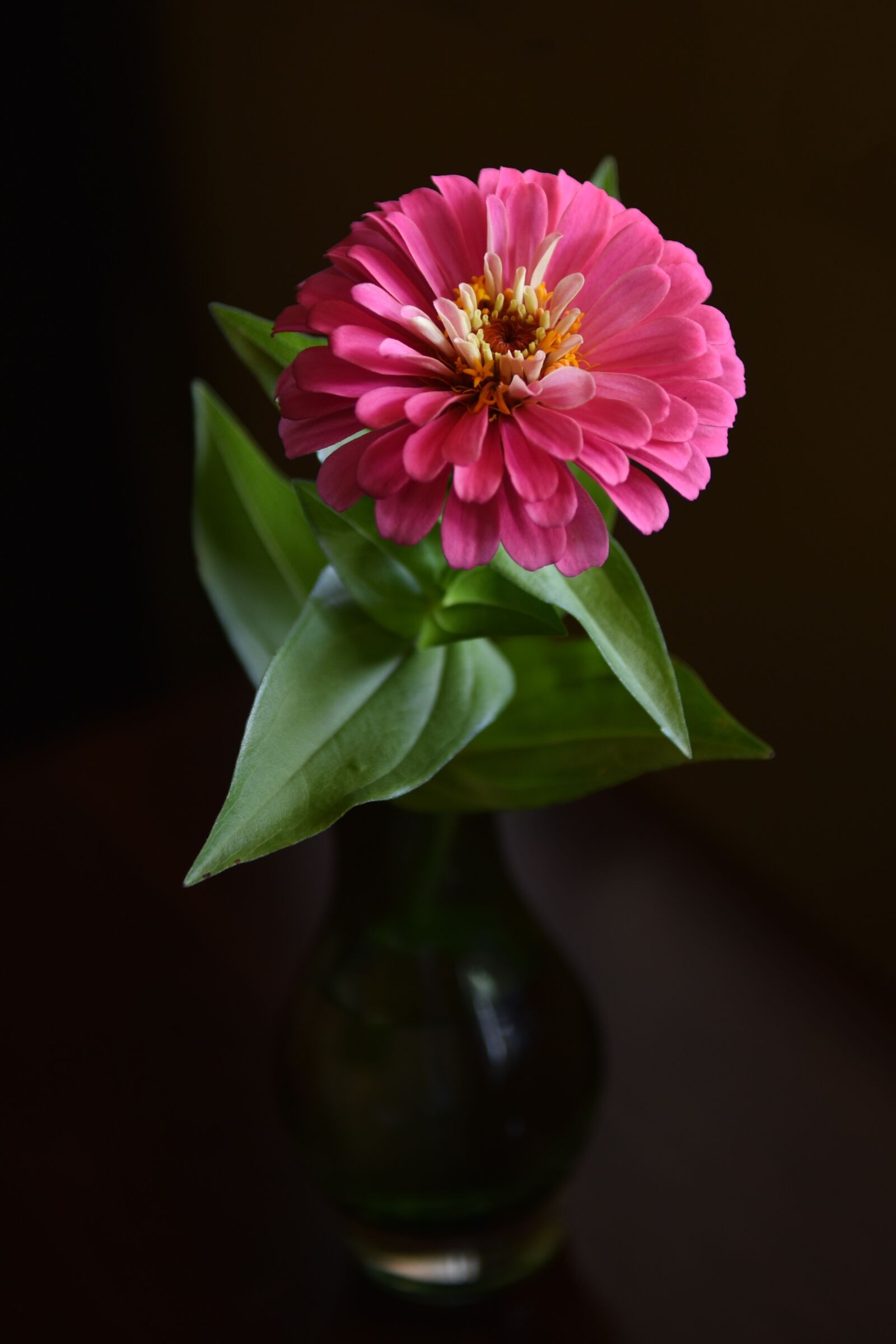 Nikon D810 sample photo. Pink flower, single flower photography