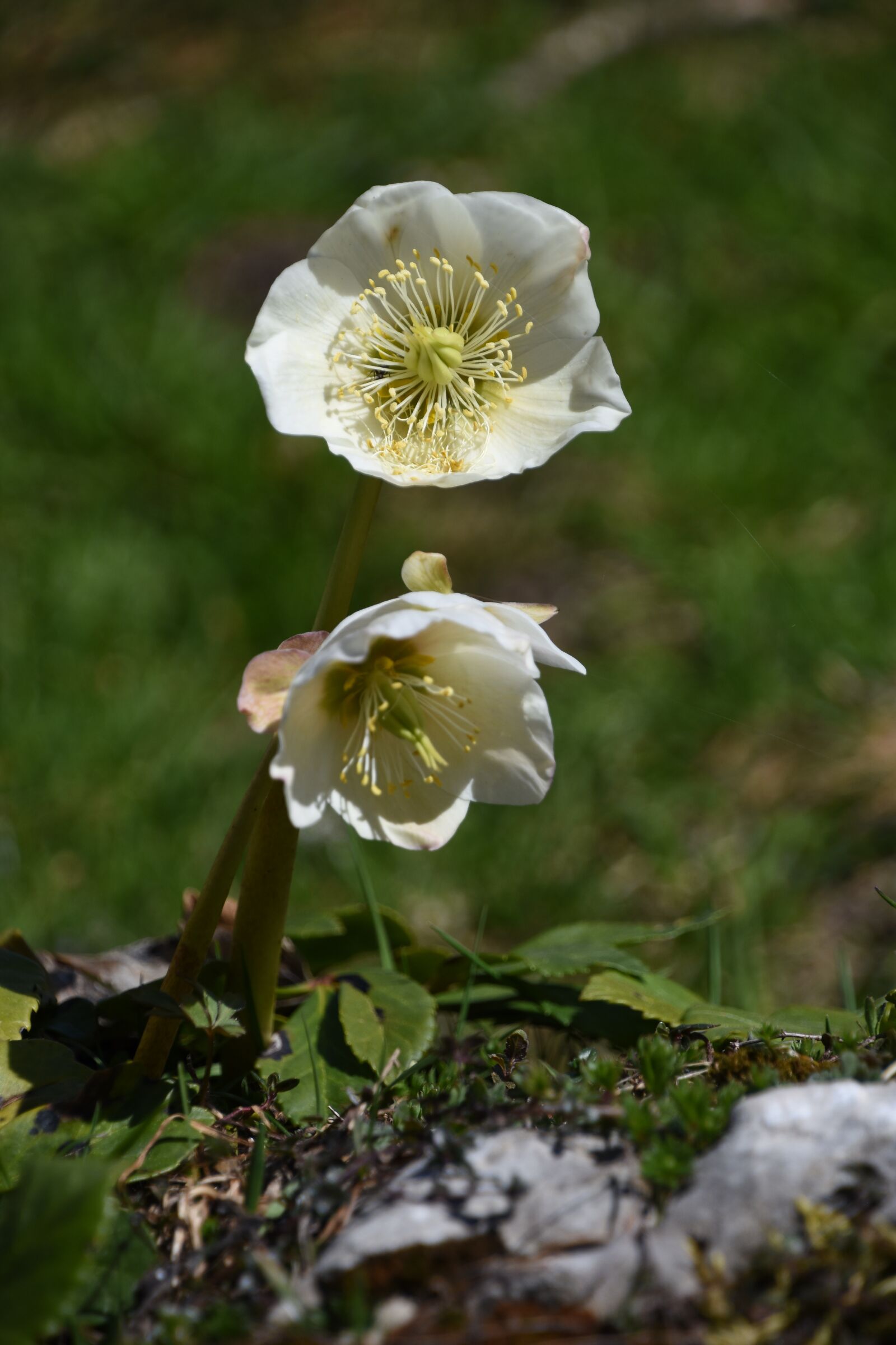 Nikon D7200 sample photo. Anemone blanda, tender, blossom photography