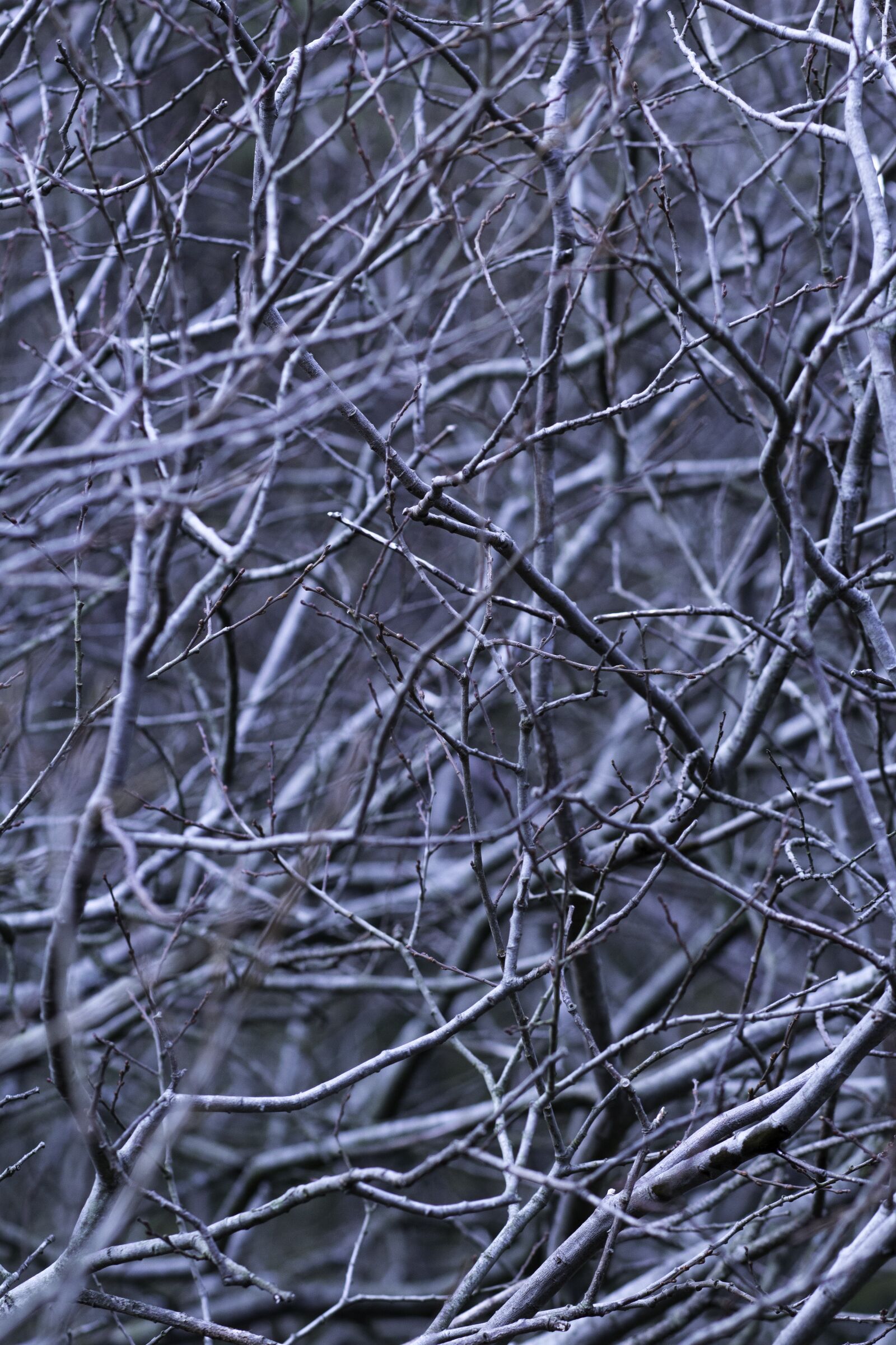Canon EOS 1200D (EOS Rebel T5 / EOS Kiss X70 / EOS Hi) + Canon EF 85mm F1.8 USM sample photo. Abstract, branches, forest photography