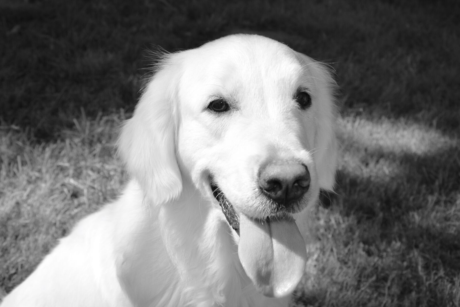 Nikon D5200 sample photo. Dog bitch, dog golden photography