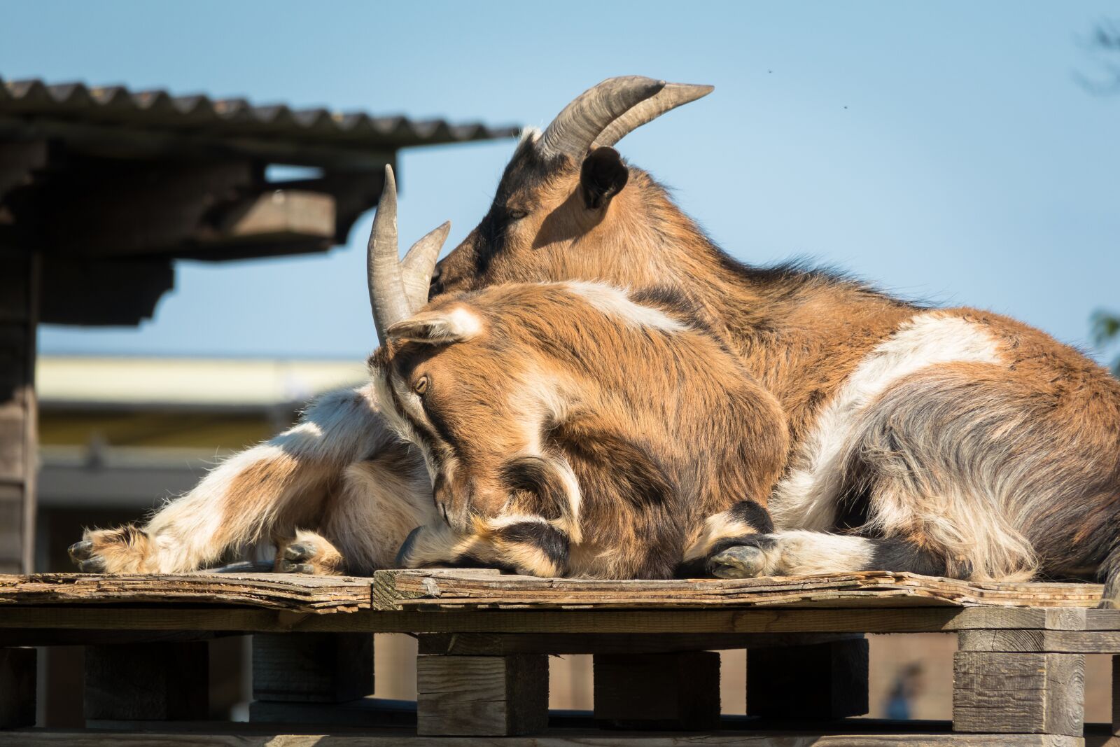 Canon PowerShot G3 X sample photo. Goat, rest, farm photography