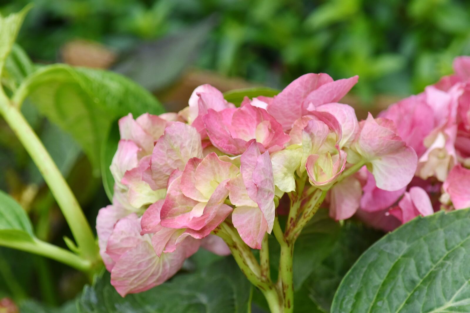Nikon D5500 sample photo. Garden, green leaves, horticulture photography