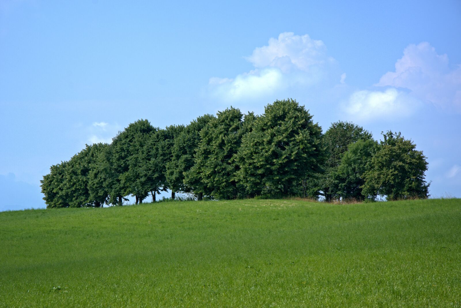 18.0-105.0mm f/3.5-f/5.6 sample photo. Trees, group, nature photography